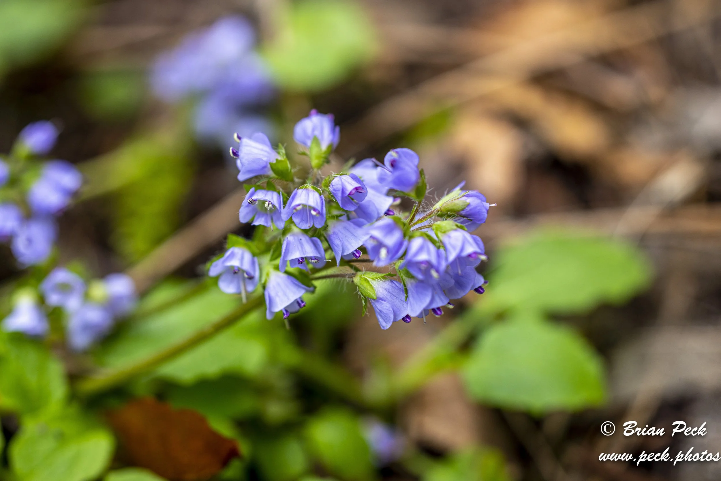 Flowers-17.jpg