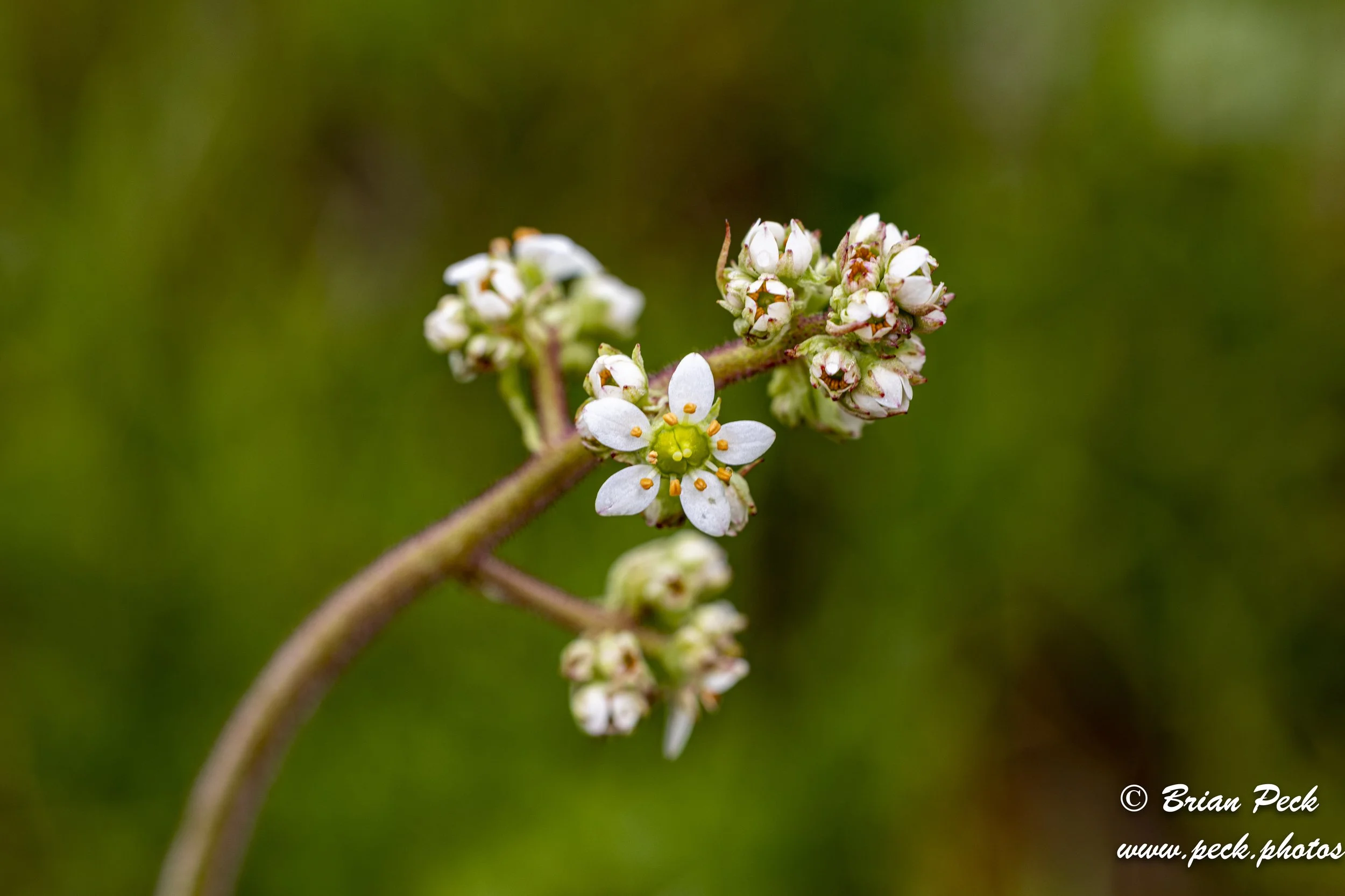 Flowers-23.jpg