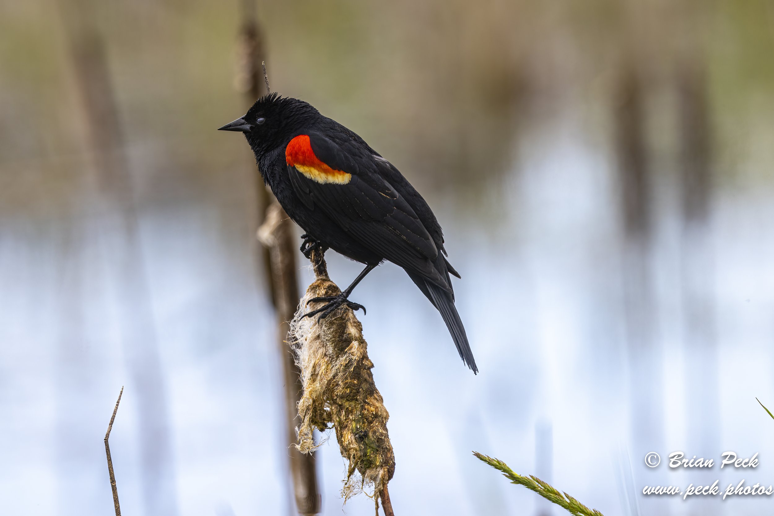 Red-Wing Blackbird 