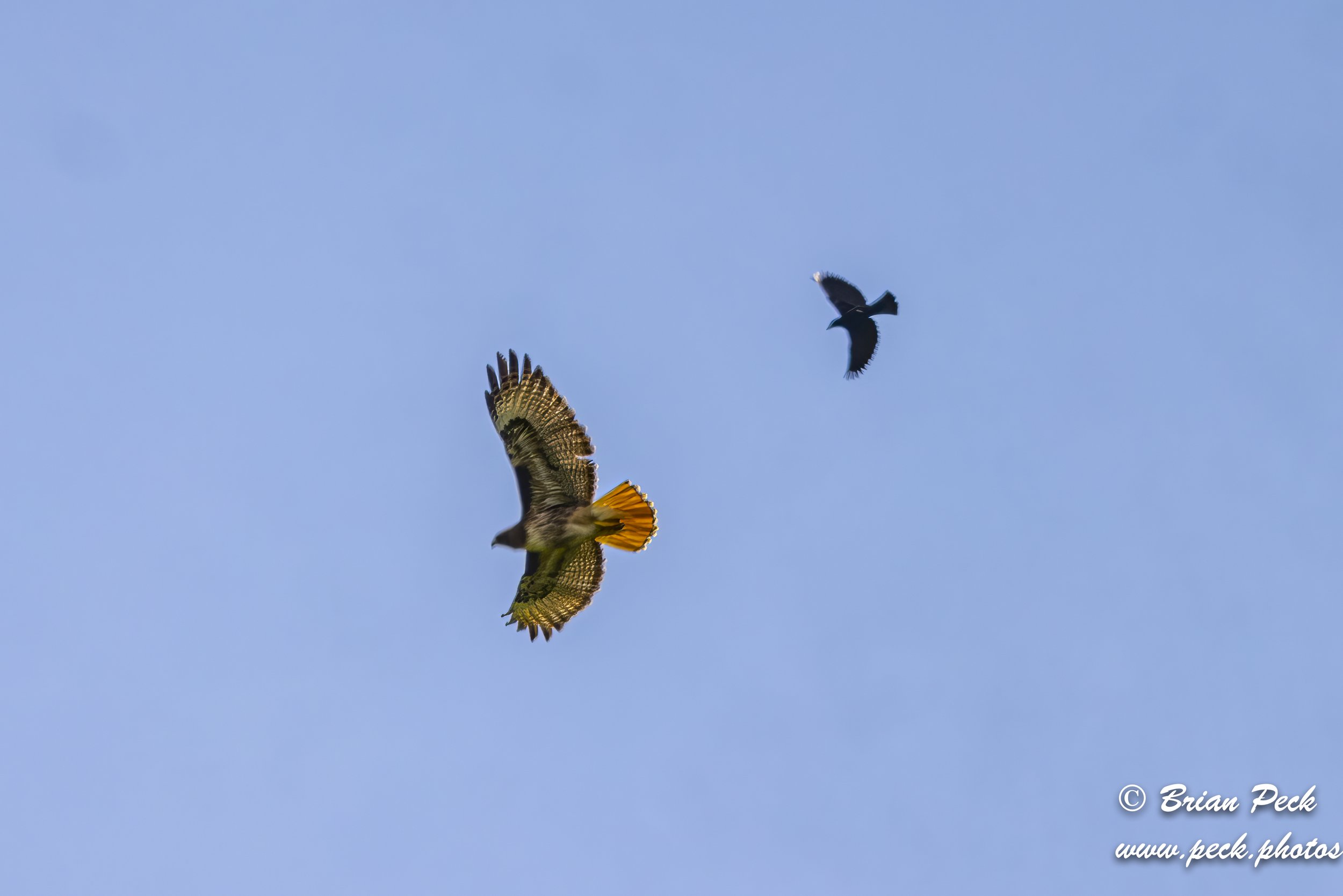 Red-Winged Blackbird &amp; Red-Tailed Hawk