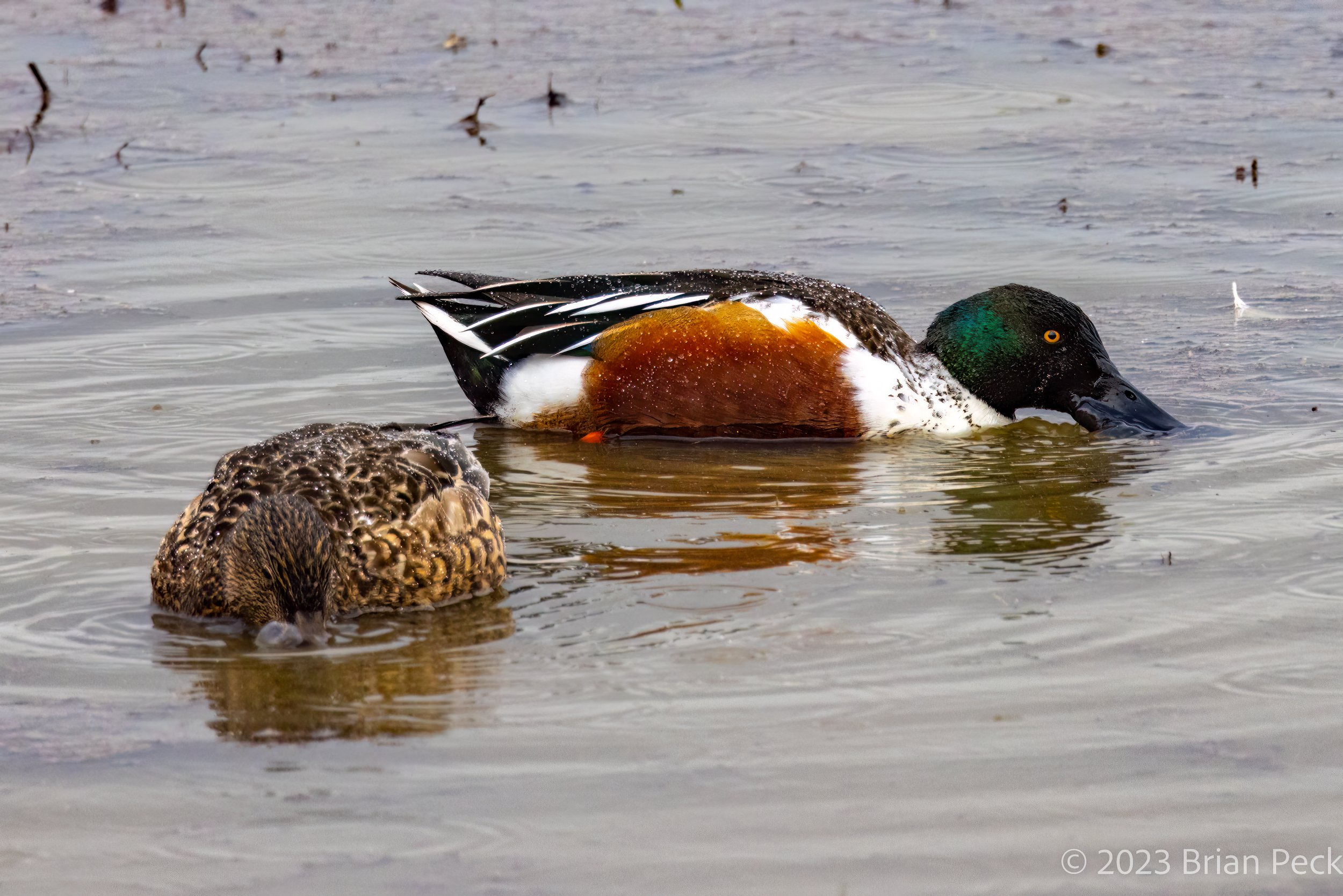 Northern Shoveler