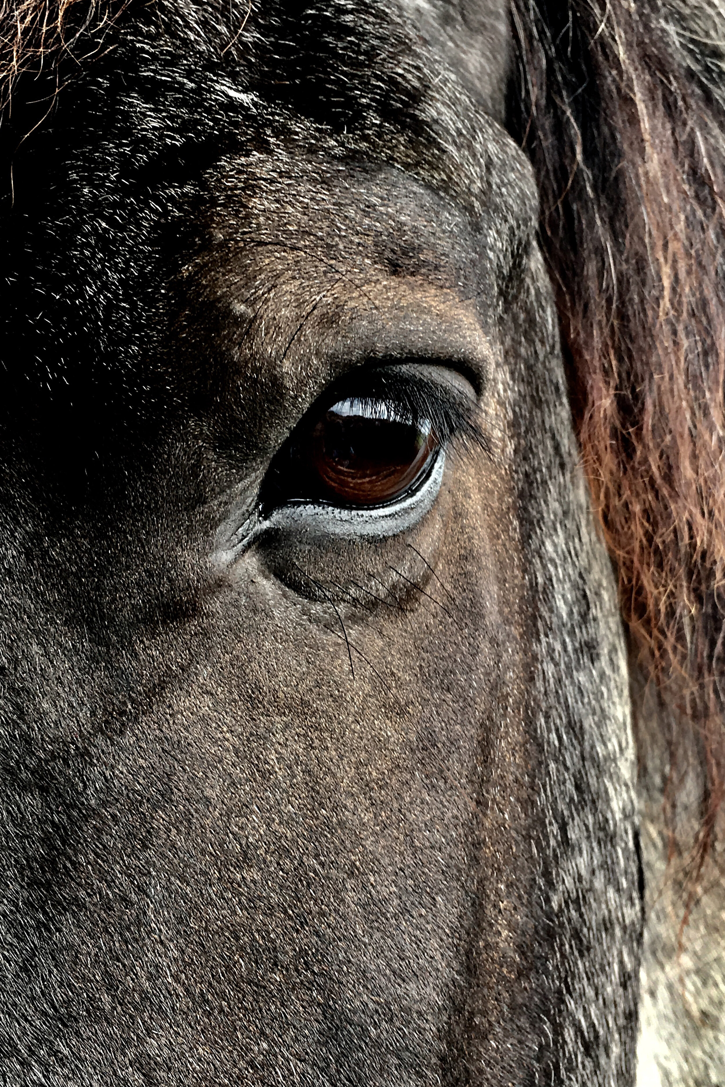 The Captain's Gaze II