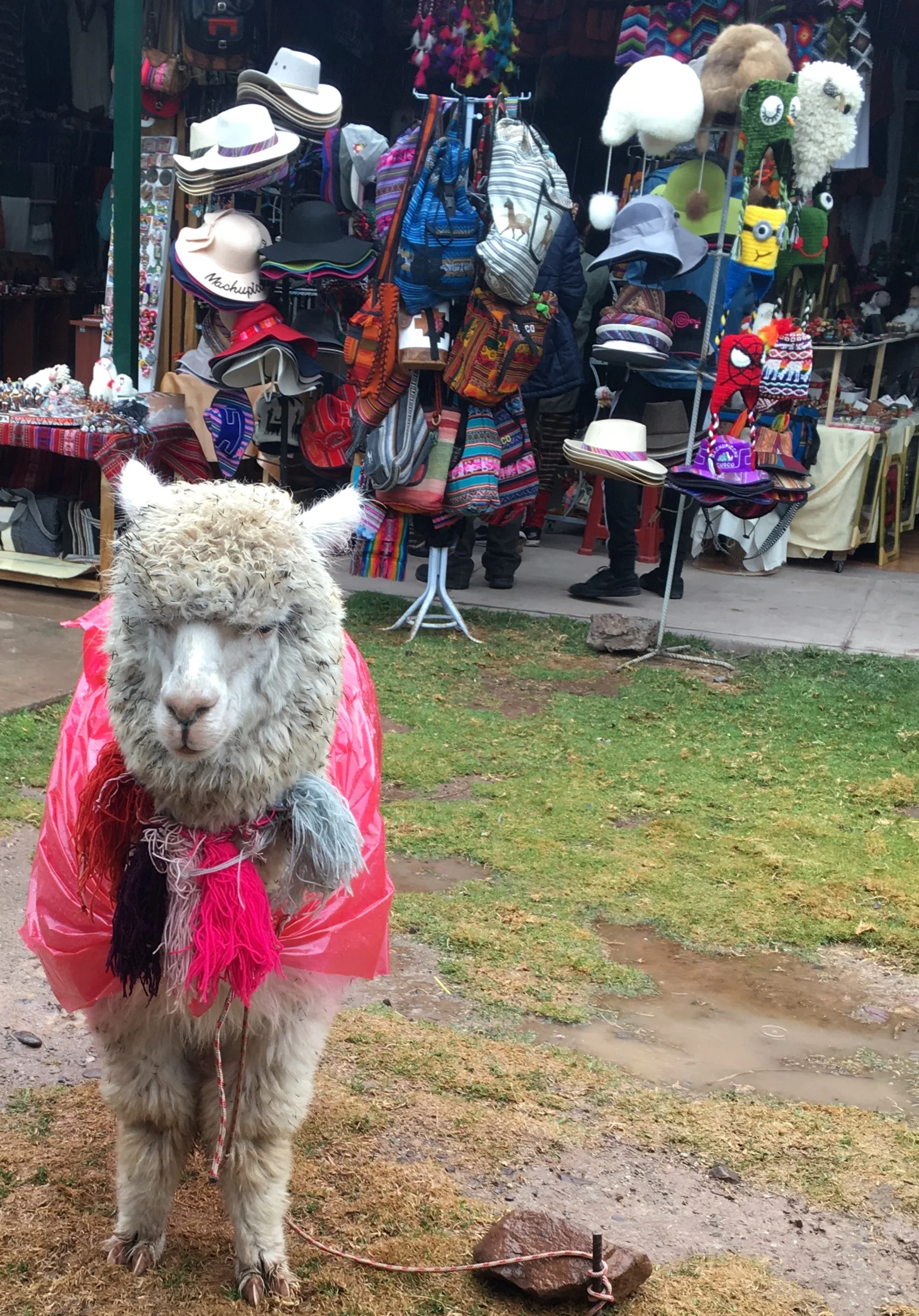 Fucking love this trooper