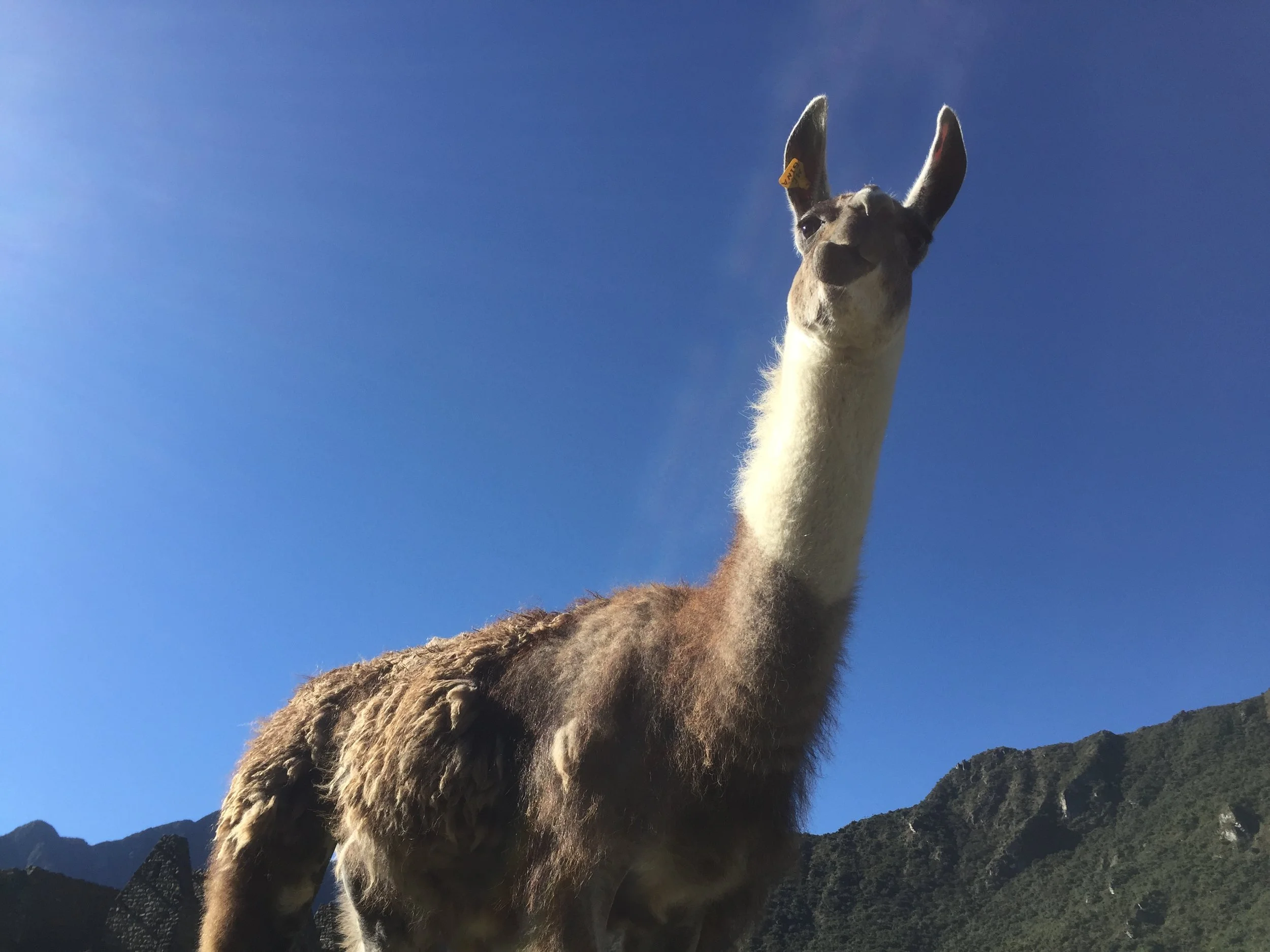 This fool almost bit my camera