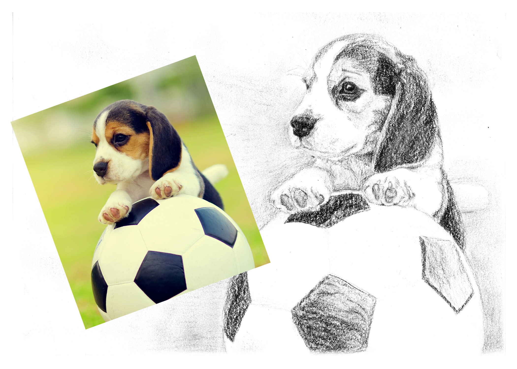 Beagle Portfolio Picture.jpg