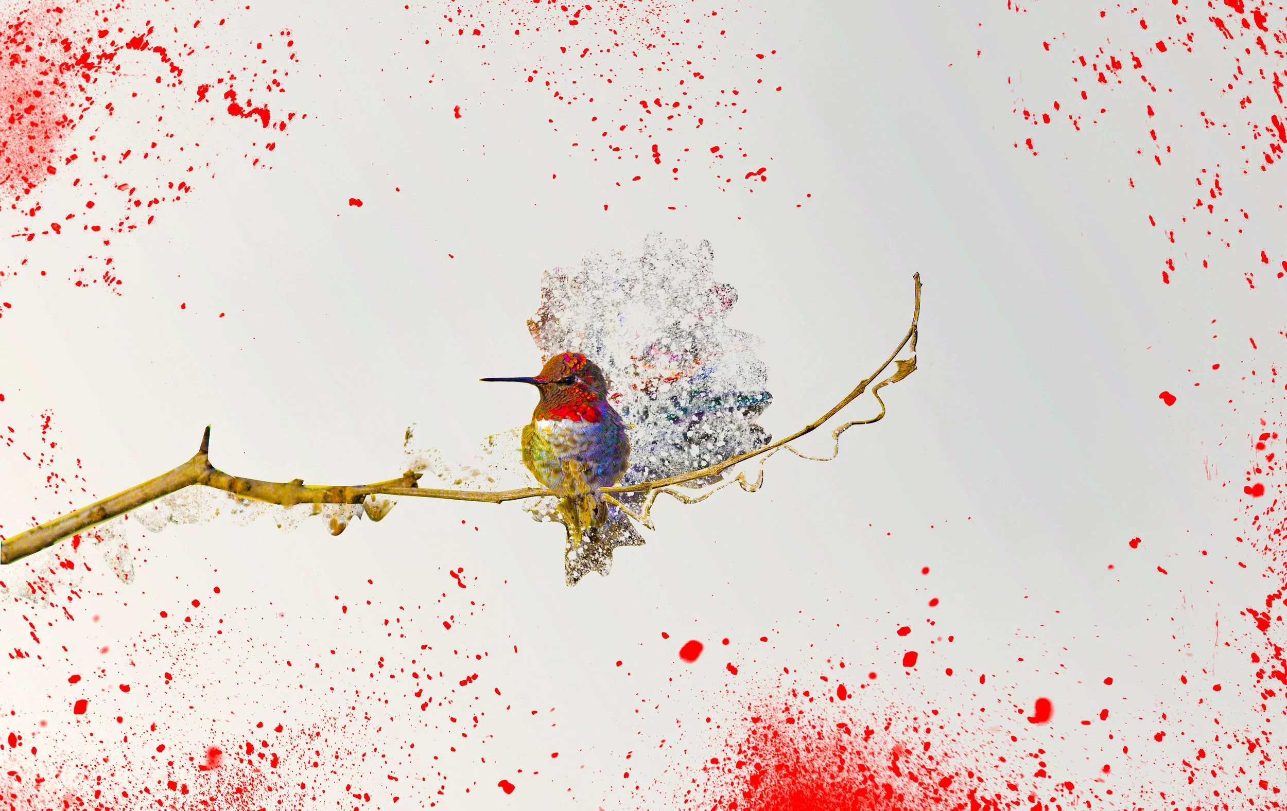 hummingbird .JPG