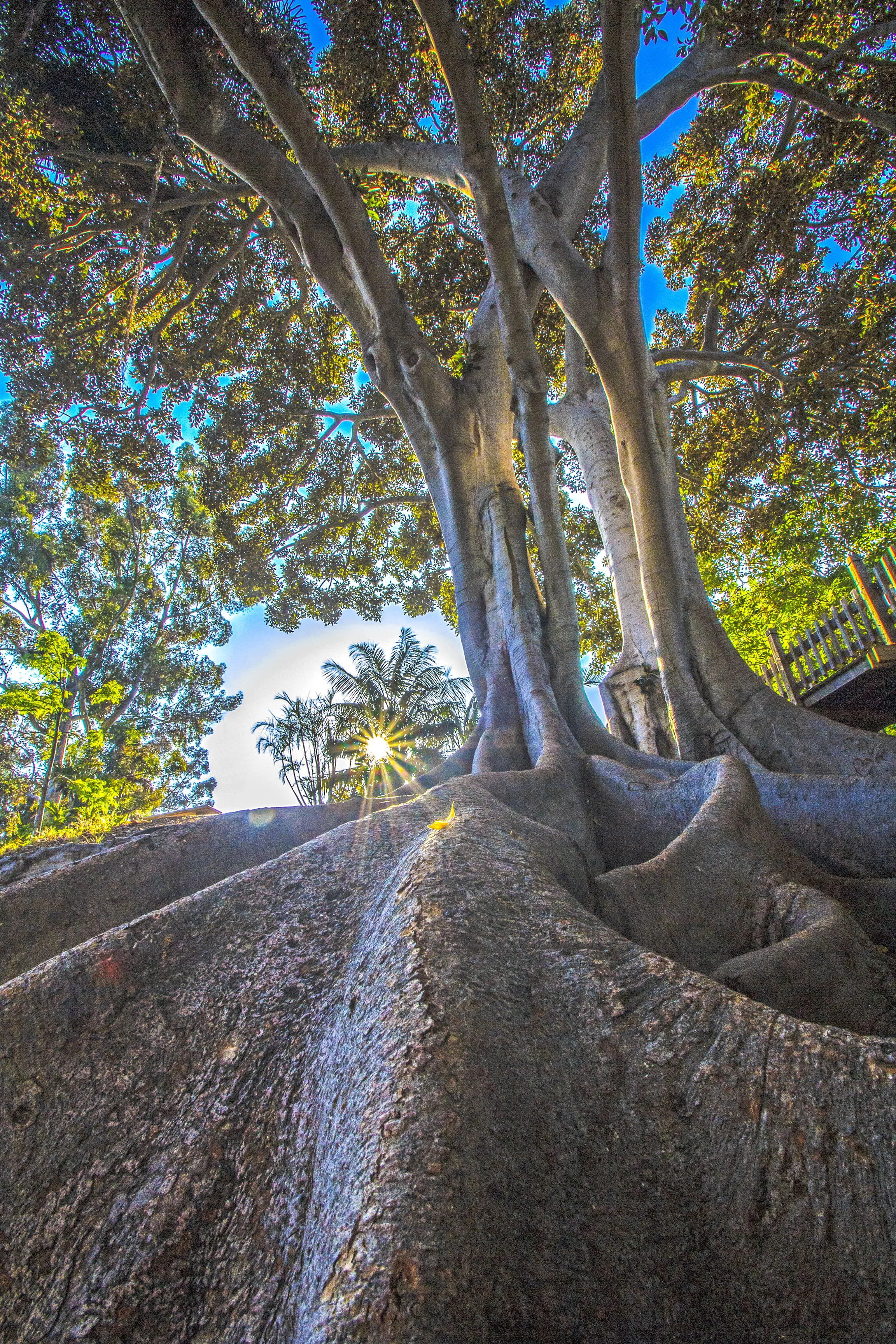 balboa park tree .JPG