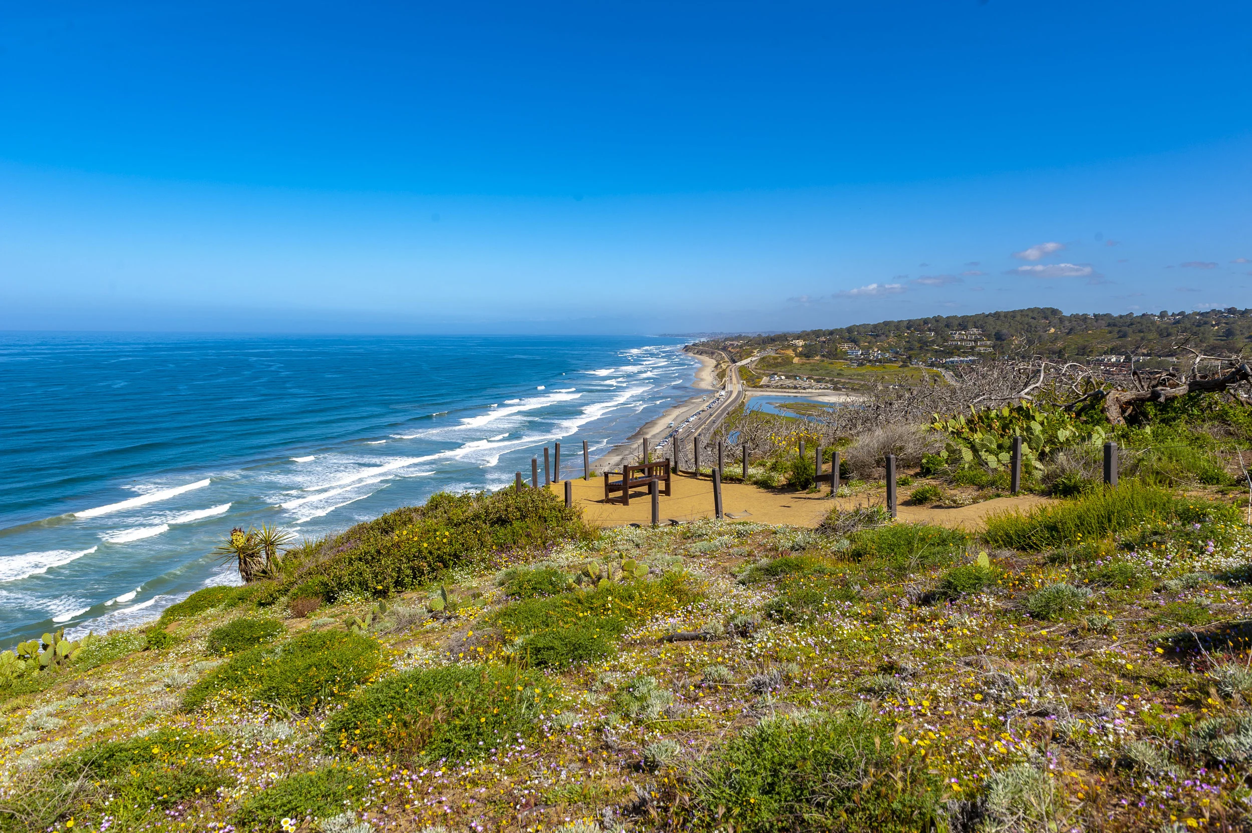 Torrey pines .JPG