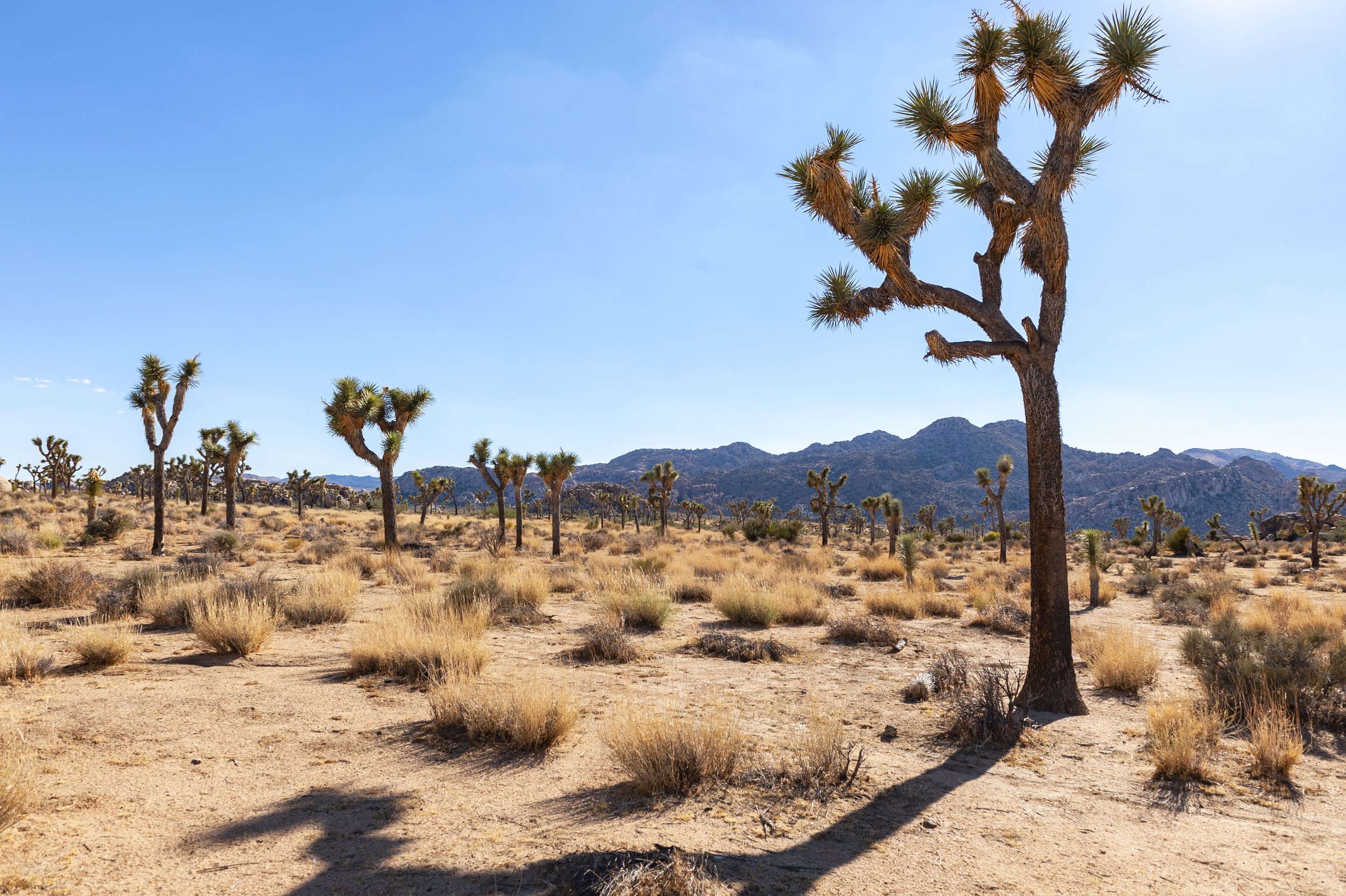 Joshua Tree _1.JPG