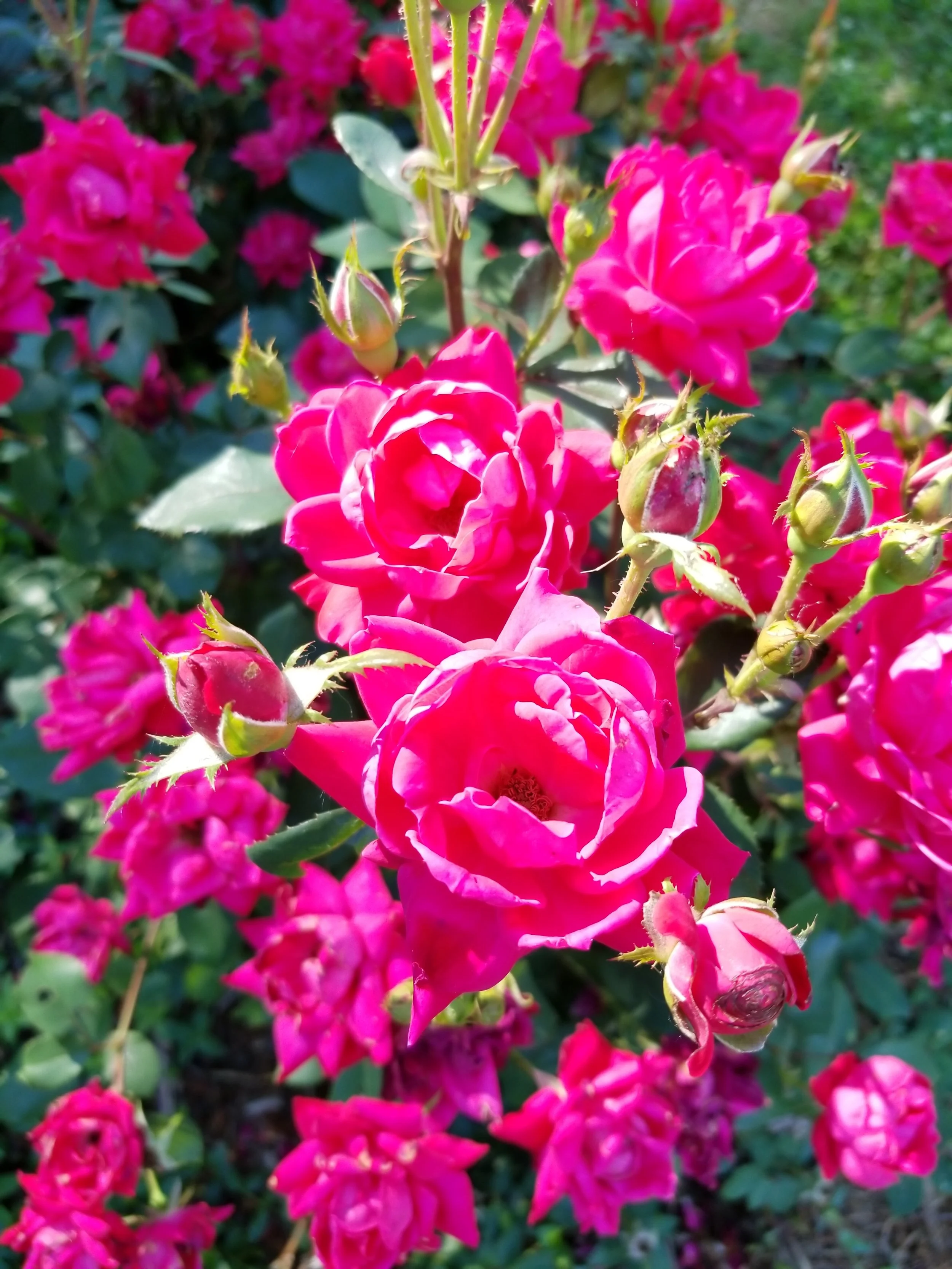 20180604_171606.jpg