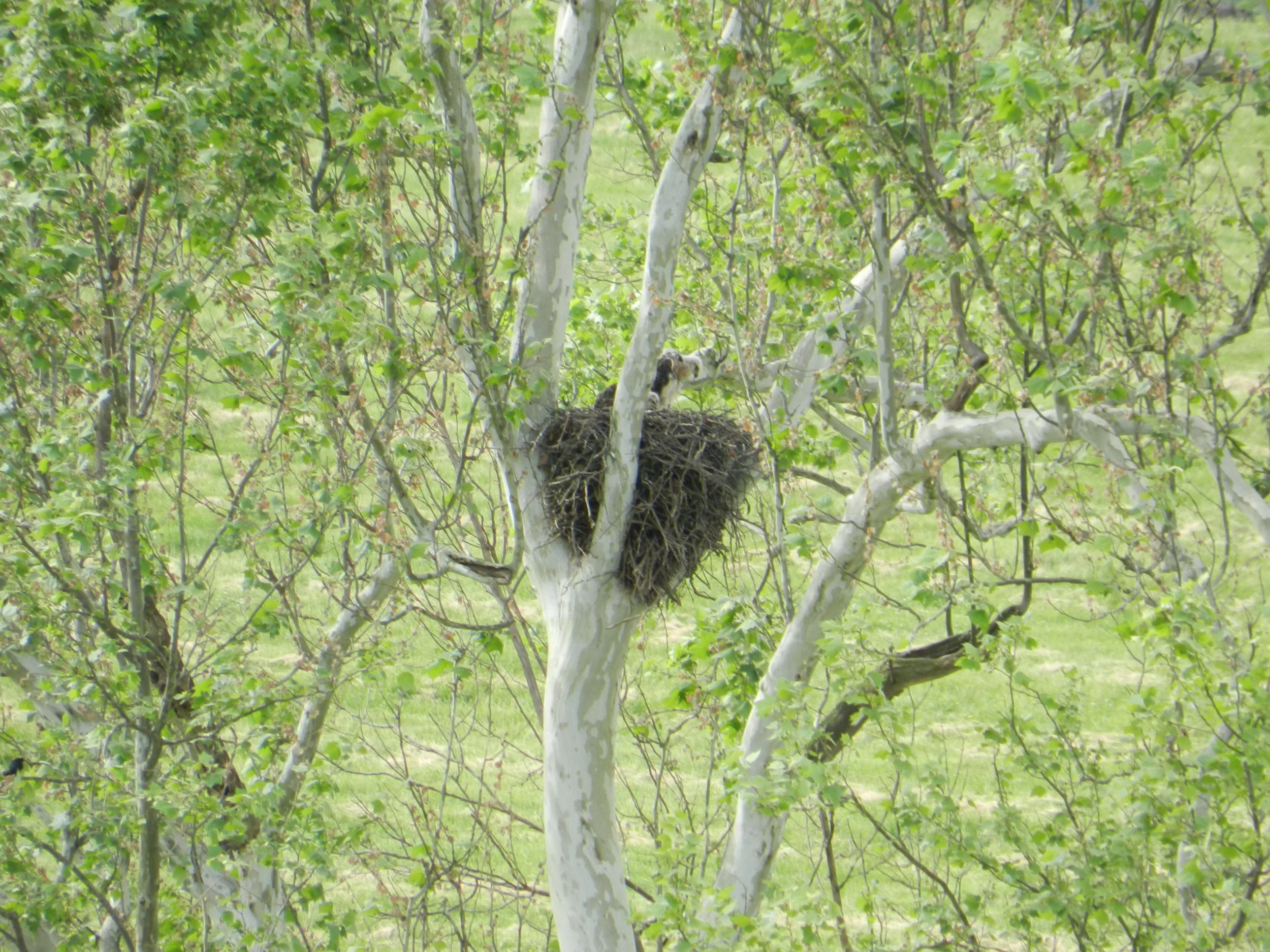 Baby Hawks.JPG
