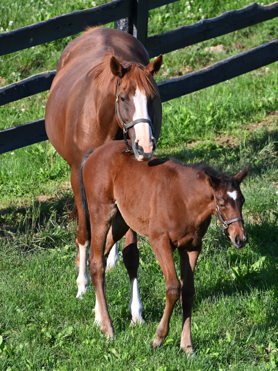 Marrakesh & Filly.jpg