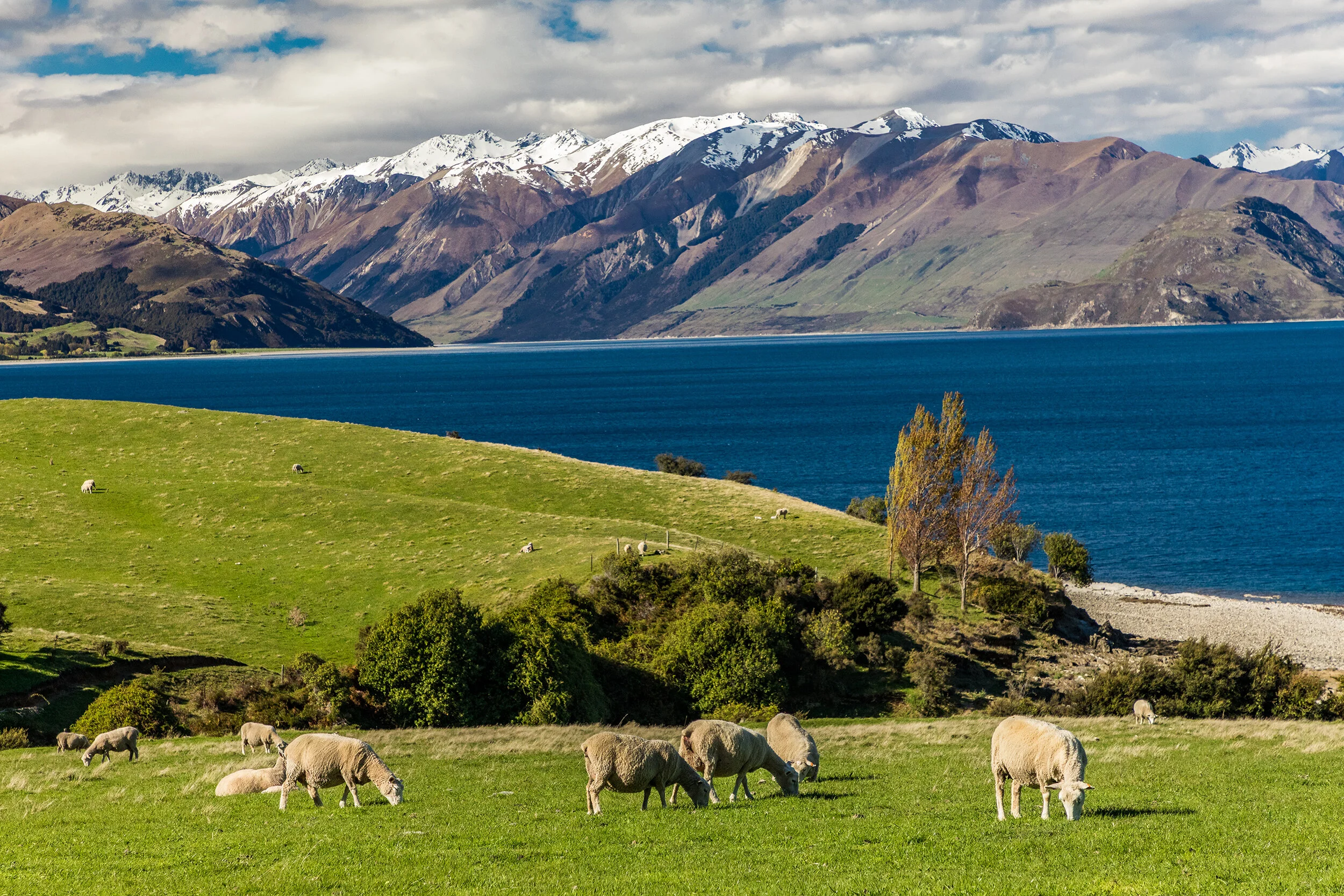 sheep-on-a-field-near-lake-hawea-with-mountains-JS5BCXN a.jpg