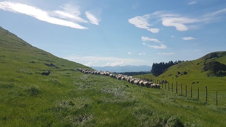Sheep dog valley.jpg