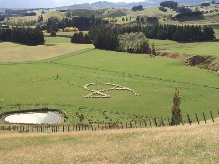 Sheep Art – is this the next craze to grip the nation?