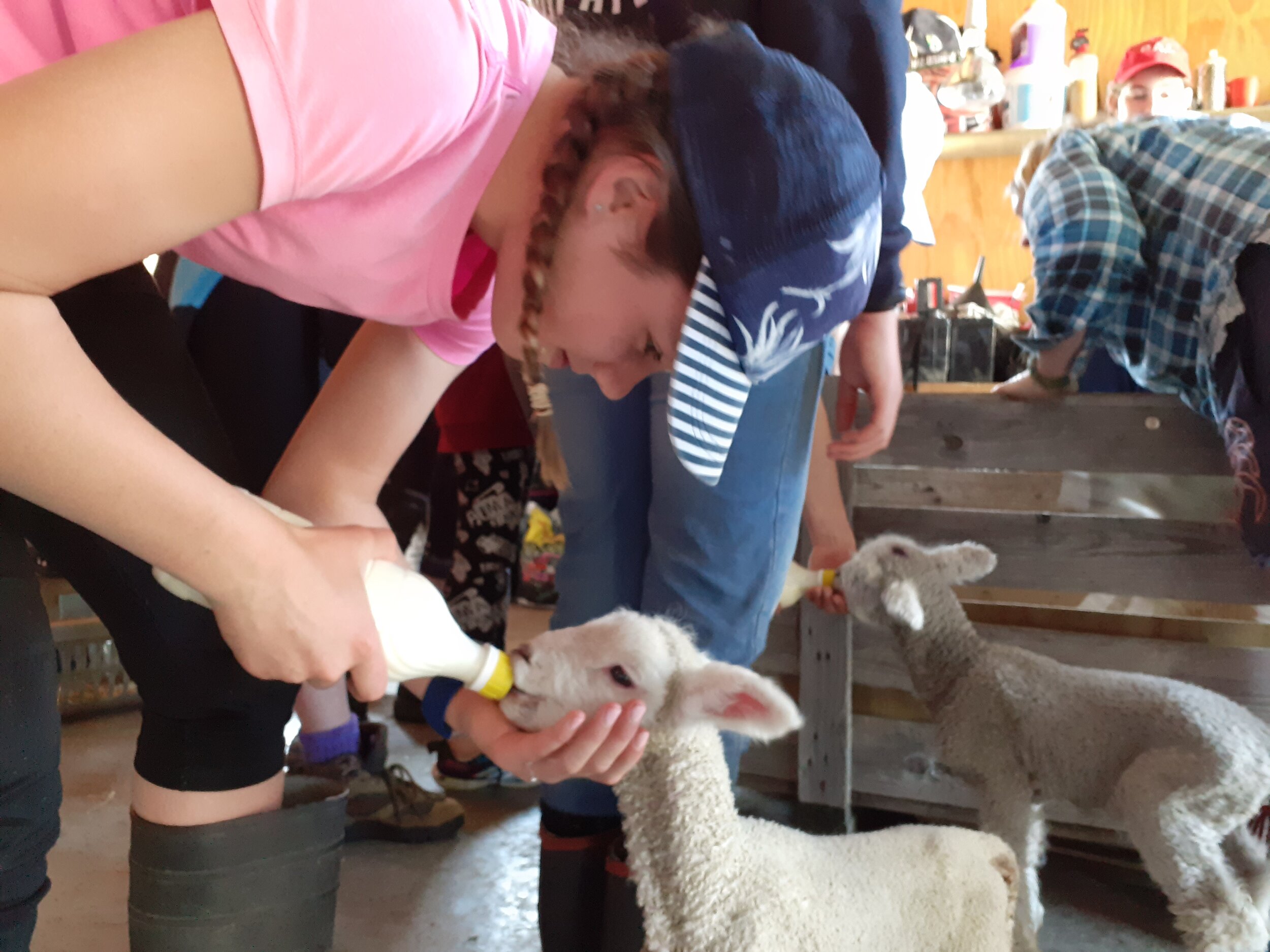 Lila - feeding orphaned lamb.jpg