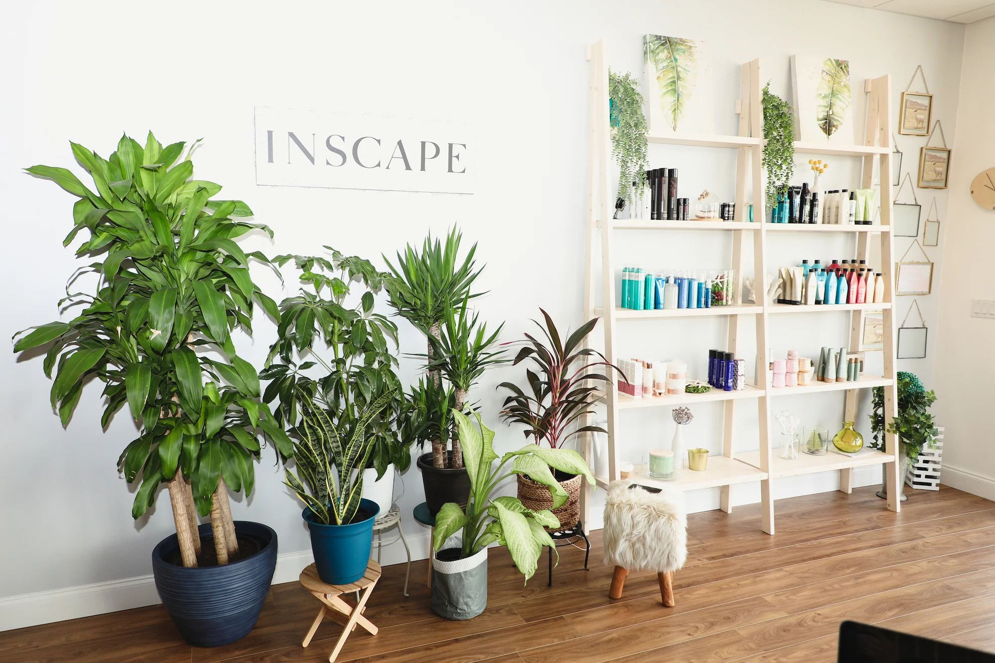 Inside-Entry_room-Shelf_and_plant.jpg