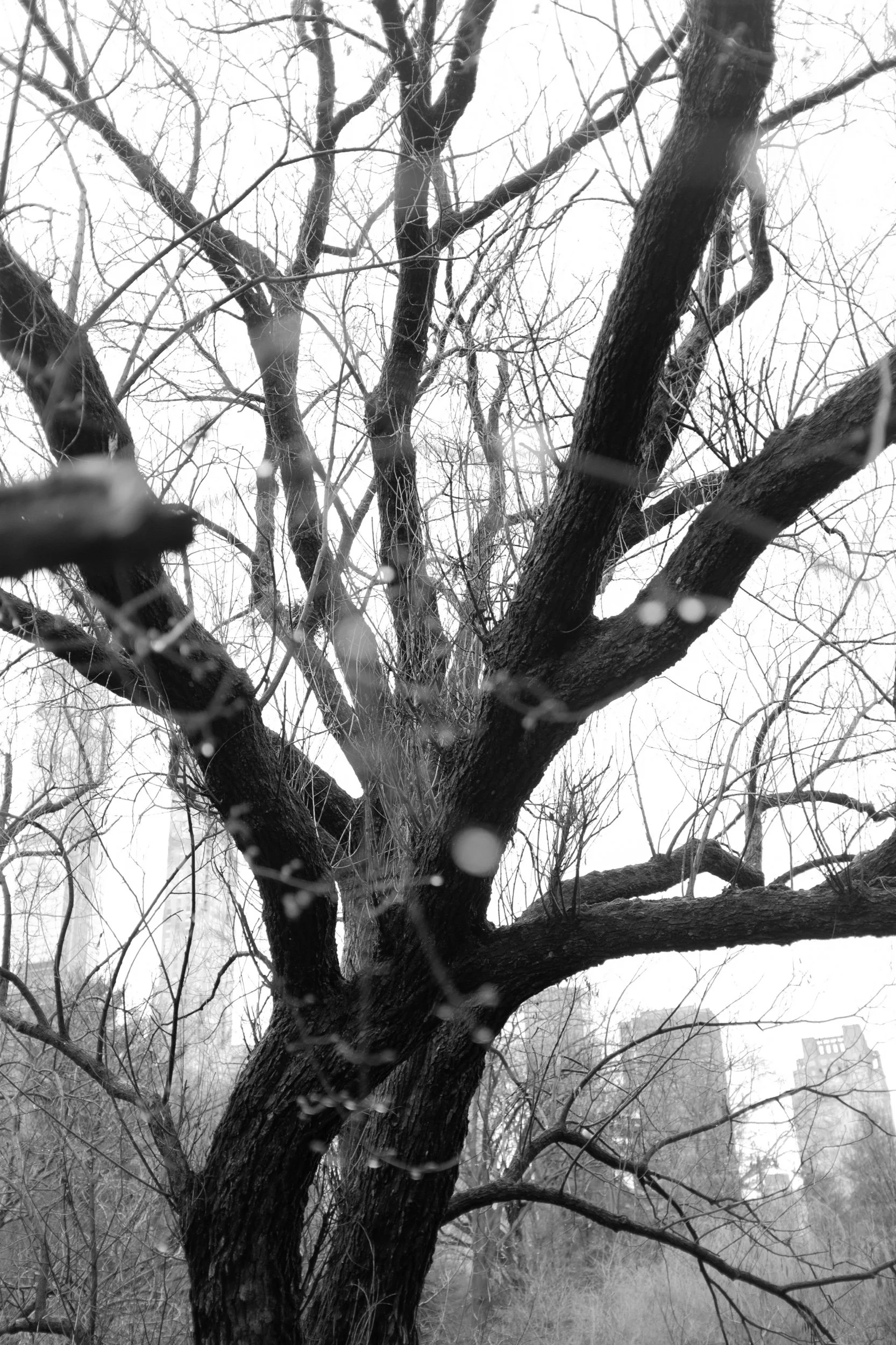 central park_NUSZ_1-7-23-3.jpeg