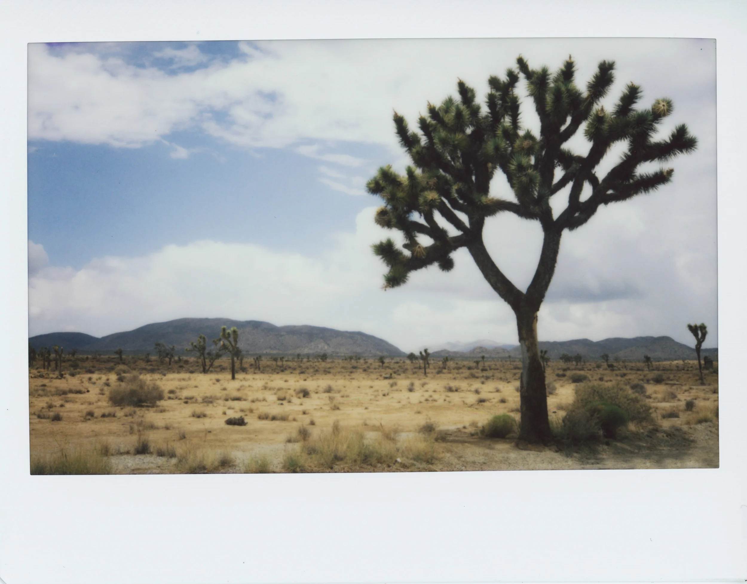 Joshua Tree
