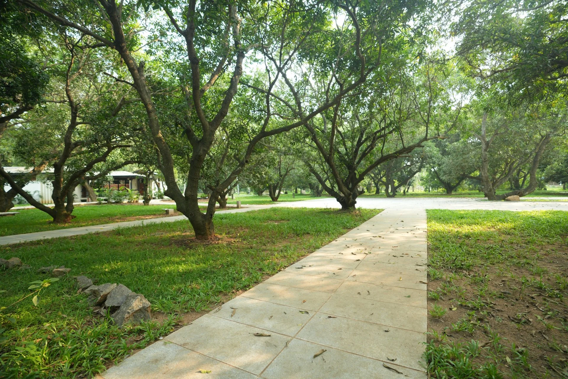 The Farm β Hanu Reddy Mango Tourism