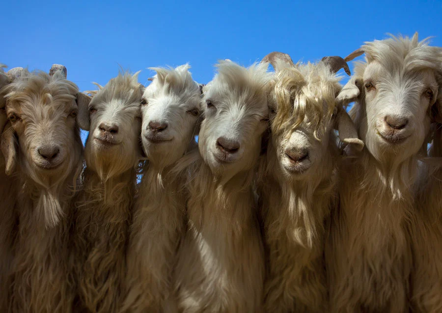 goats - china - Copy.jpg