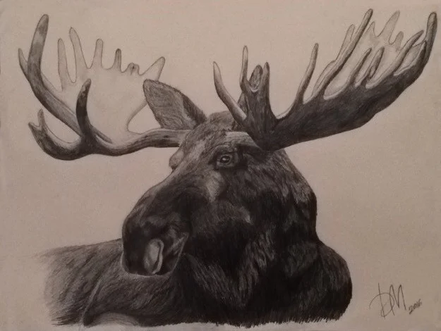 moose.jpg