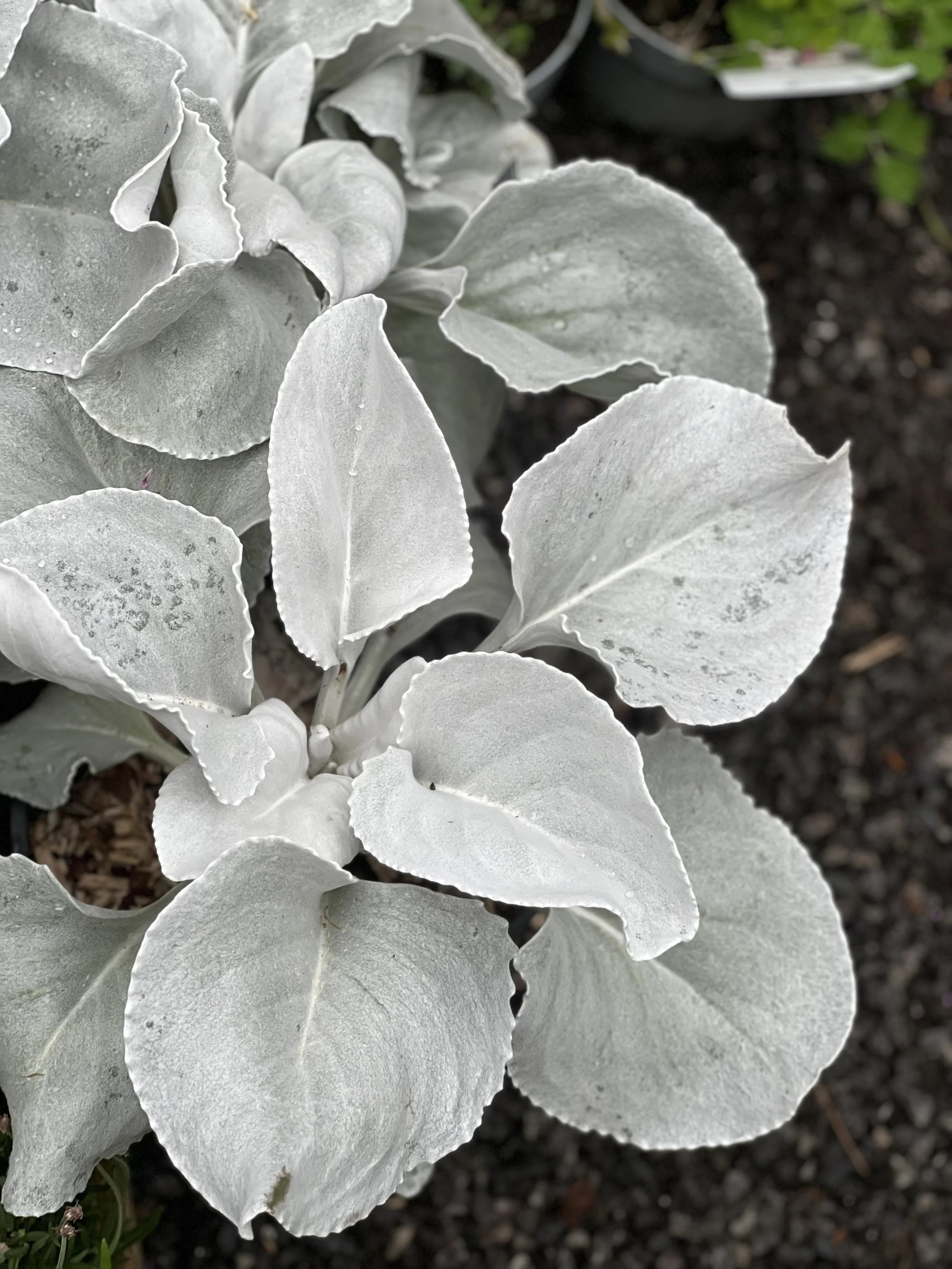 Senecio angel wings