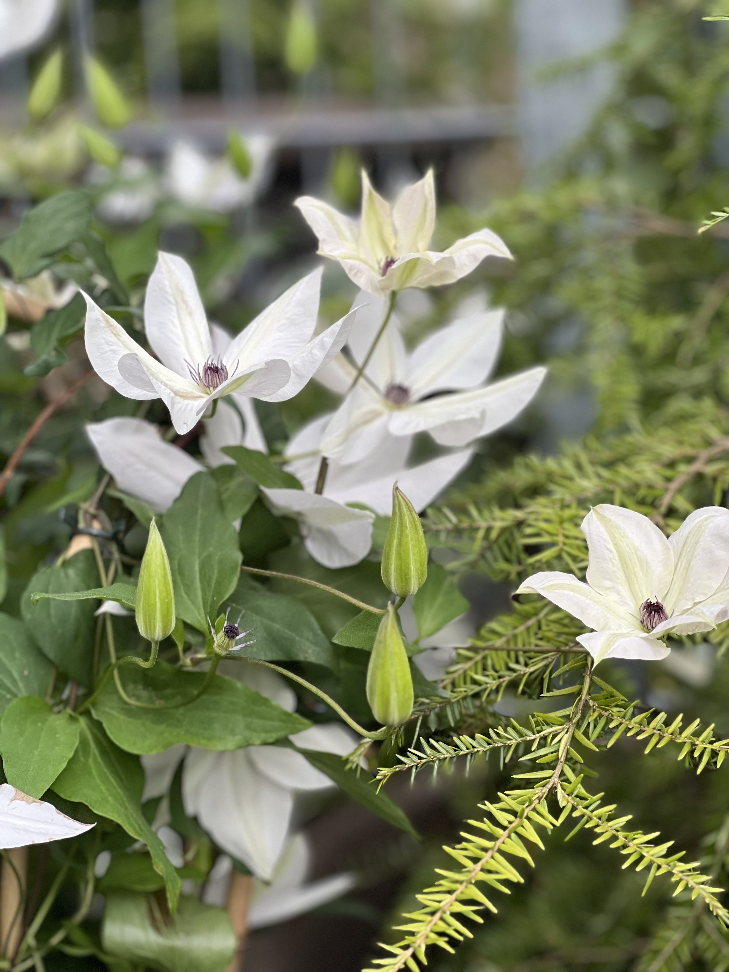 Clematis storblomstret hvit