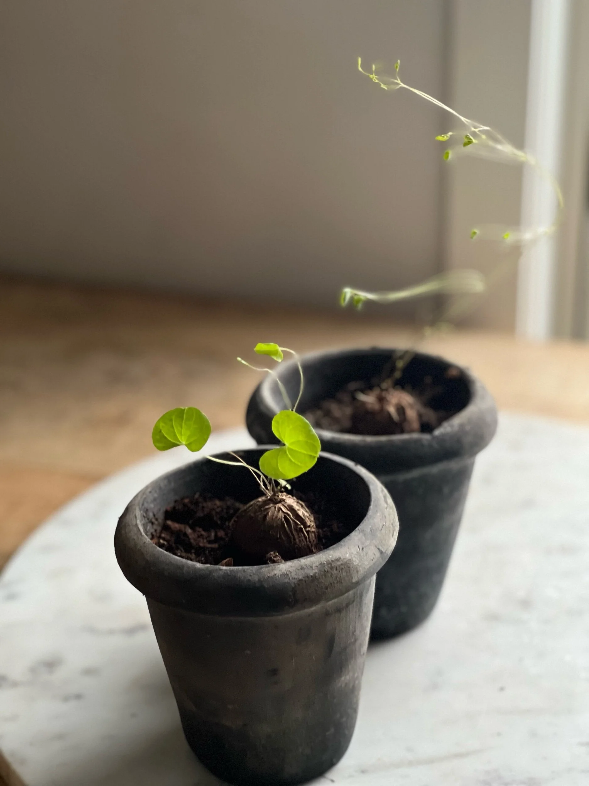 8CE975D5-AF6E-4F91-AA7C-DD79A22E71E0