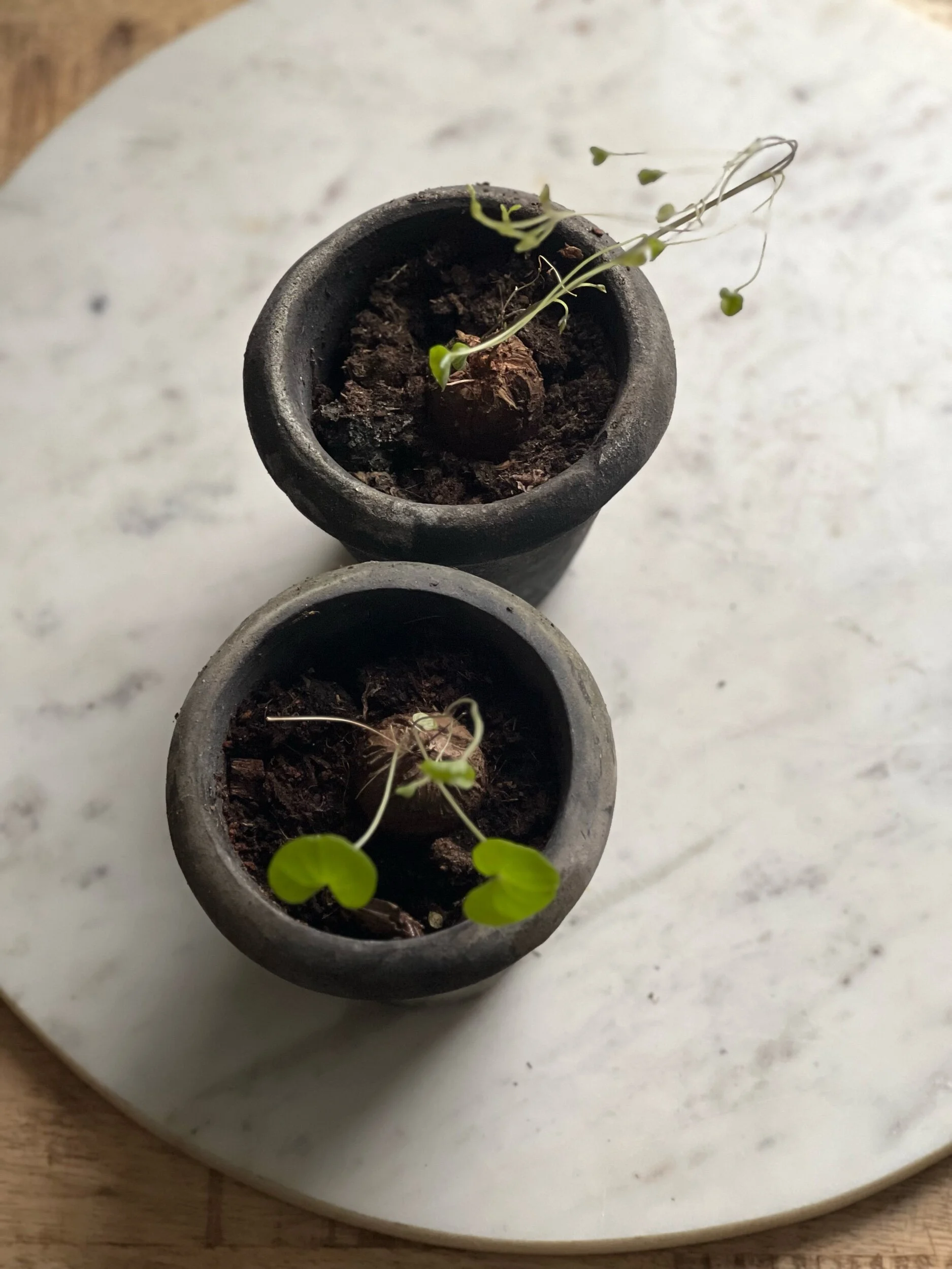 C5C68FA0-663F-425B-8C3B-FFD9BD8AE58C