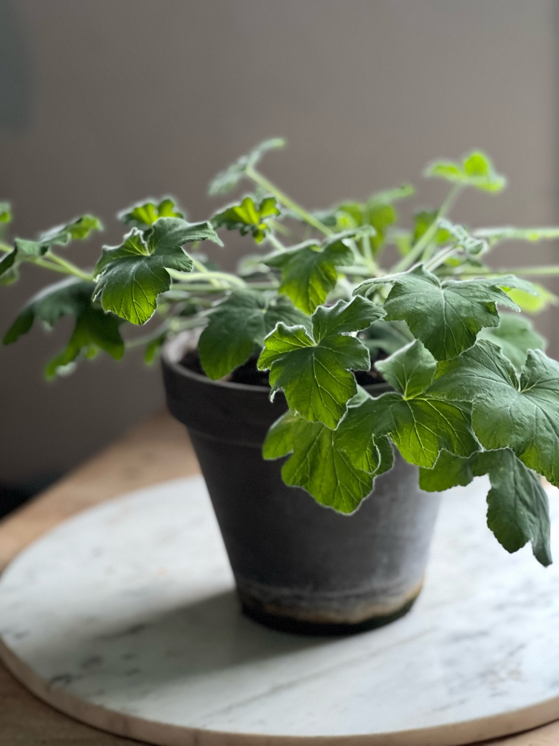 Duftpelargonia tometose Peppermynte