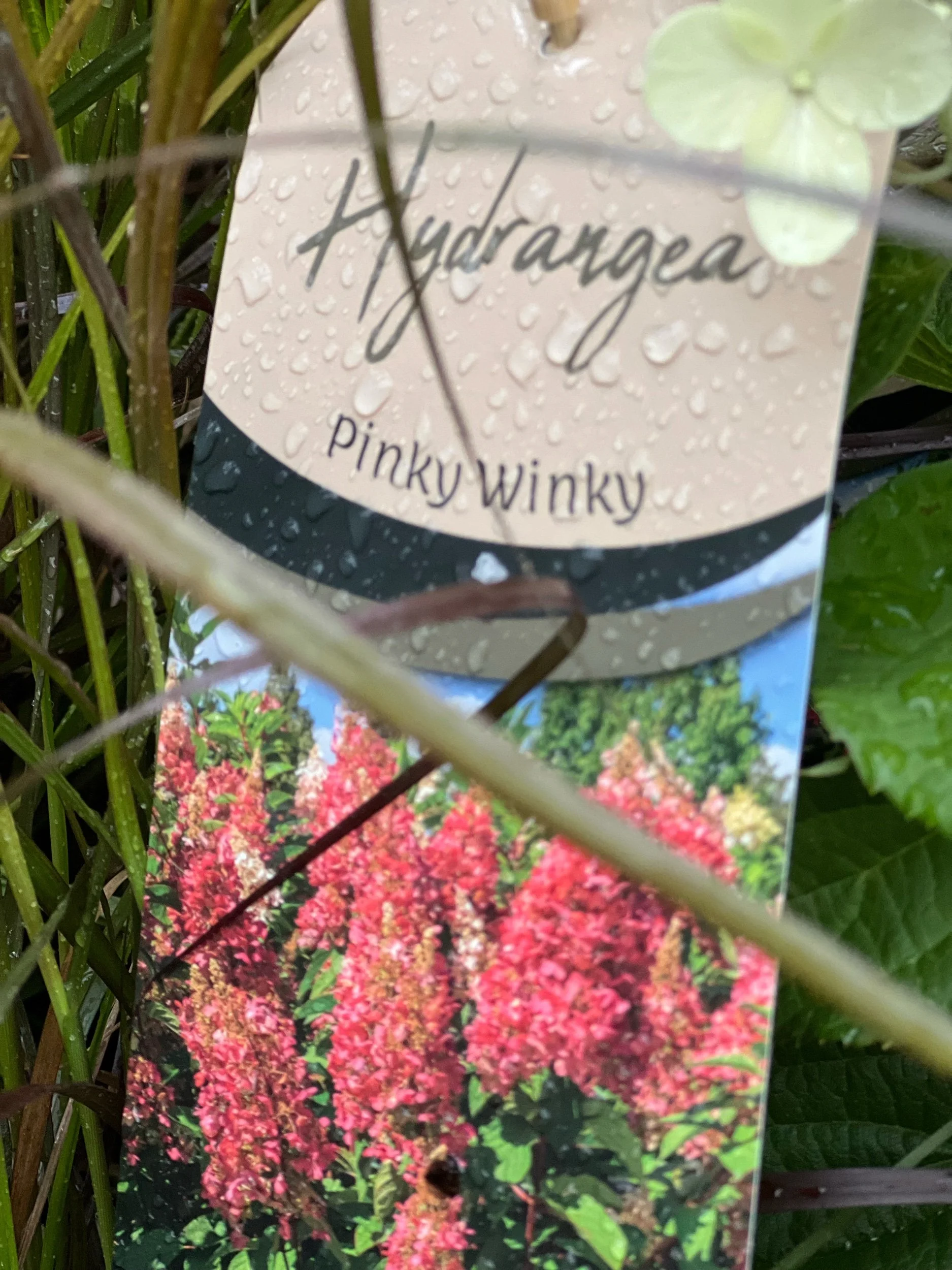 Hydrangea Pinky Winky L