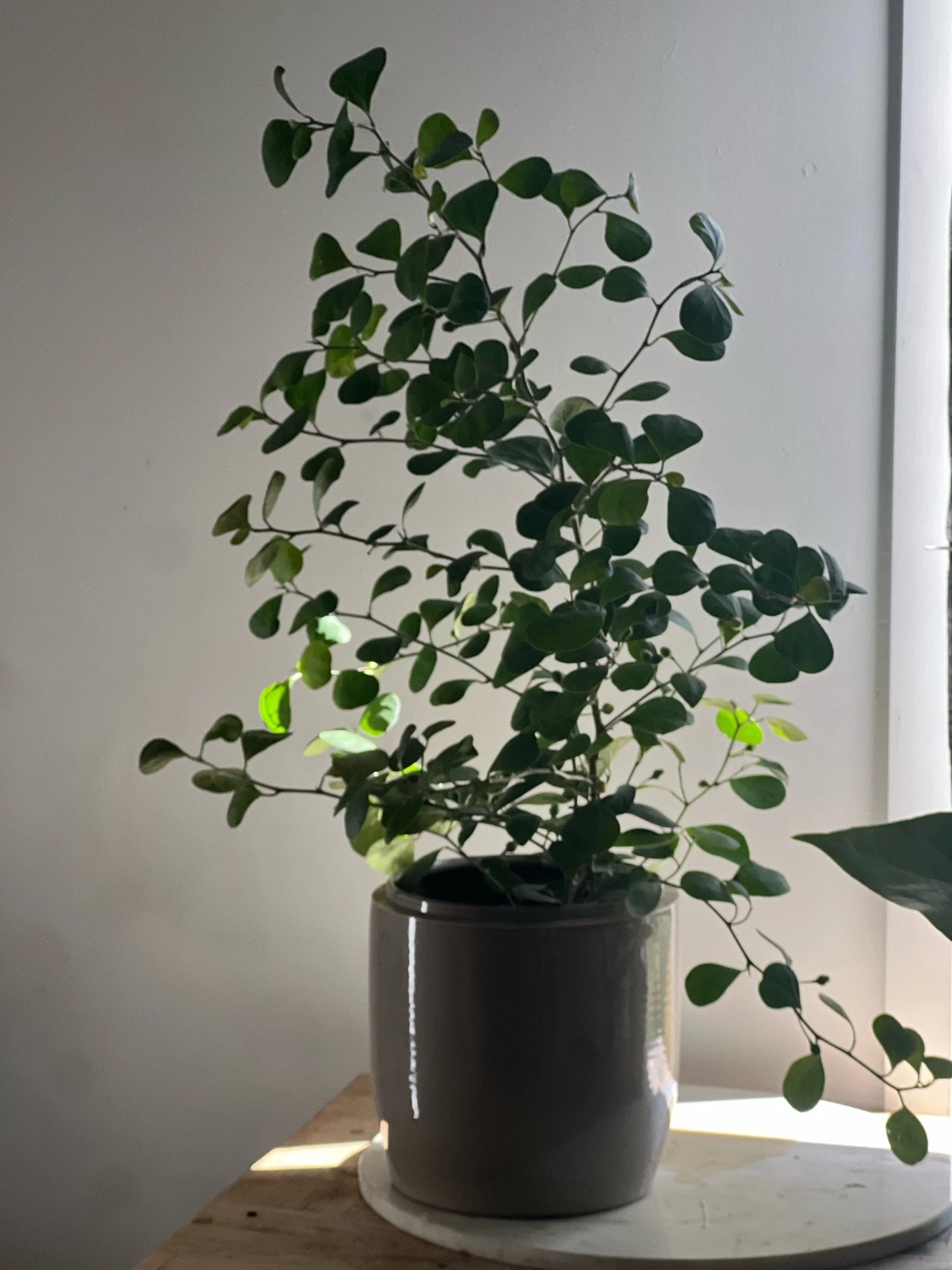 Ficus deltoidea