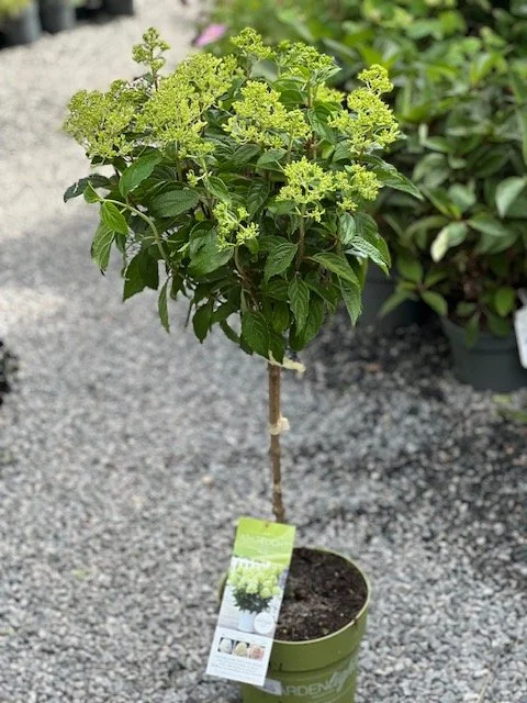 Hydrangea pan Whitelight oppstammet