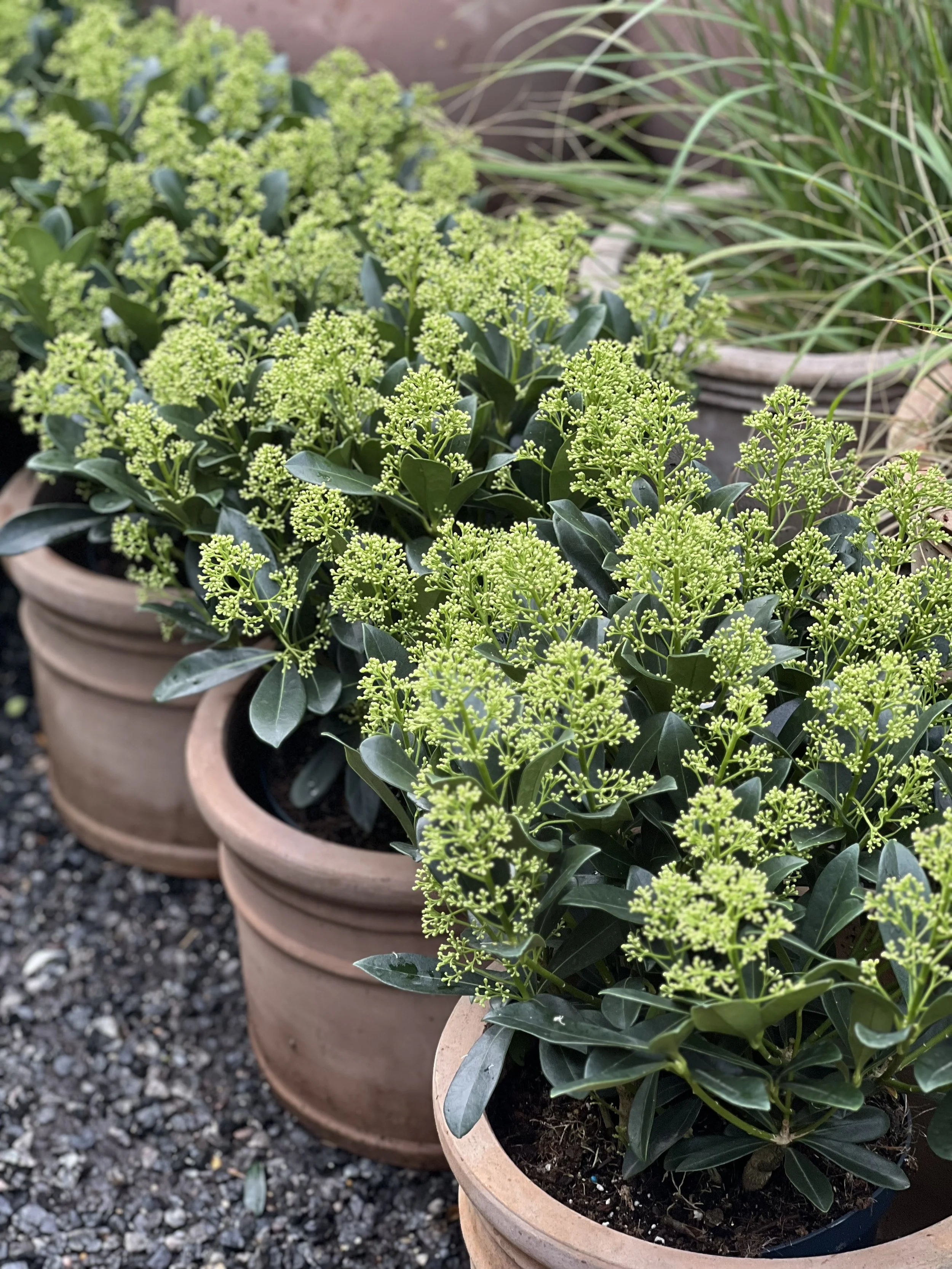 Skimmia Finchy L