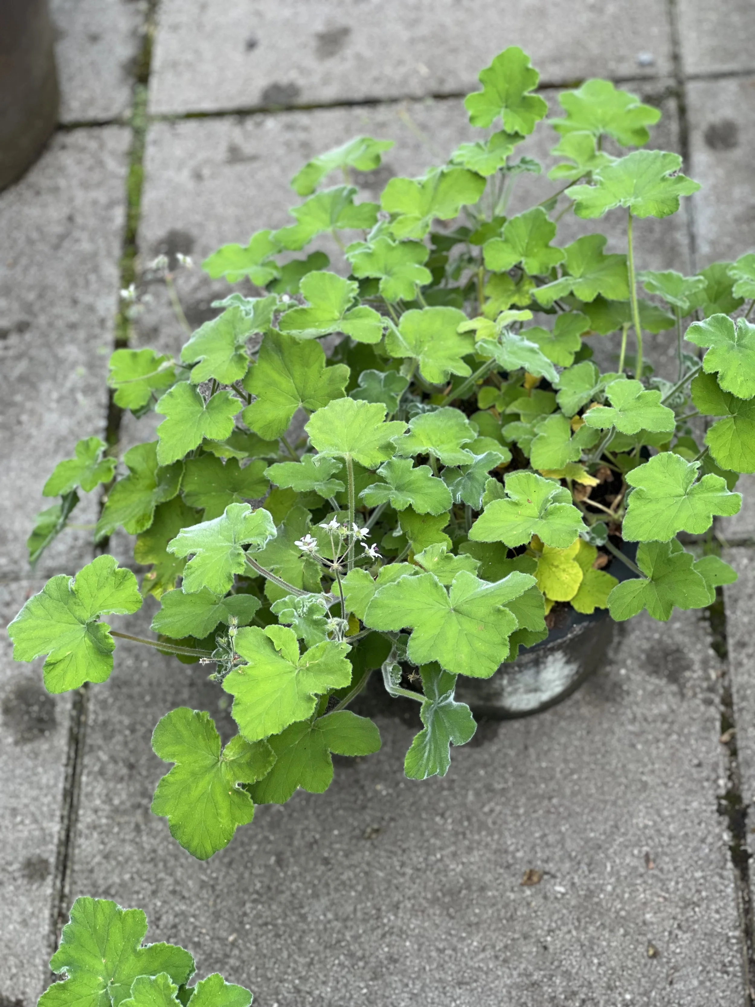 Duftpelargonia tometosum med potte