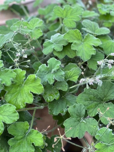 Duftpelargonia tometose peppermynte XL