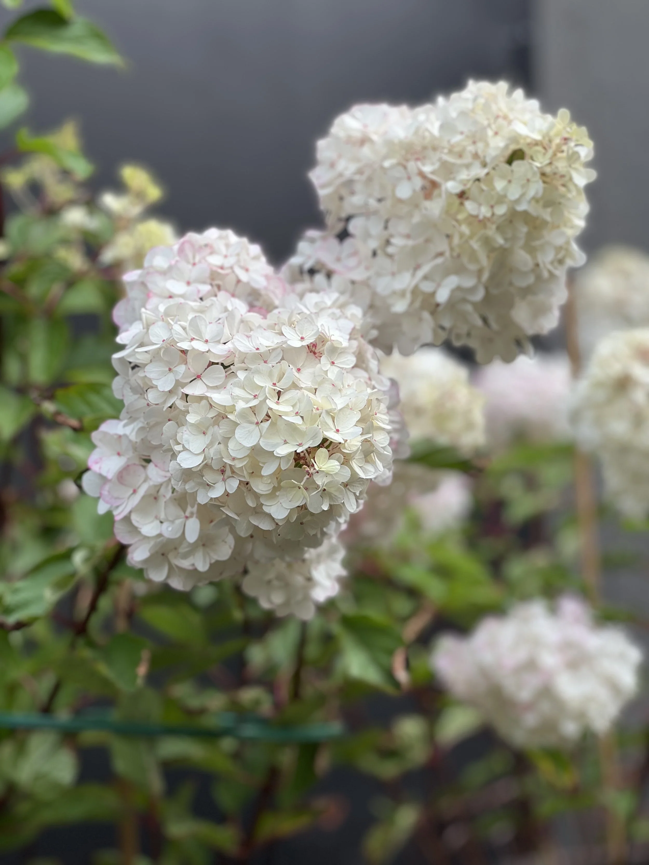 IMG_1921.jpeg