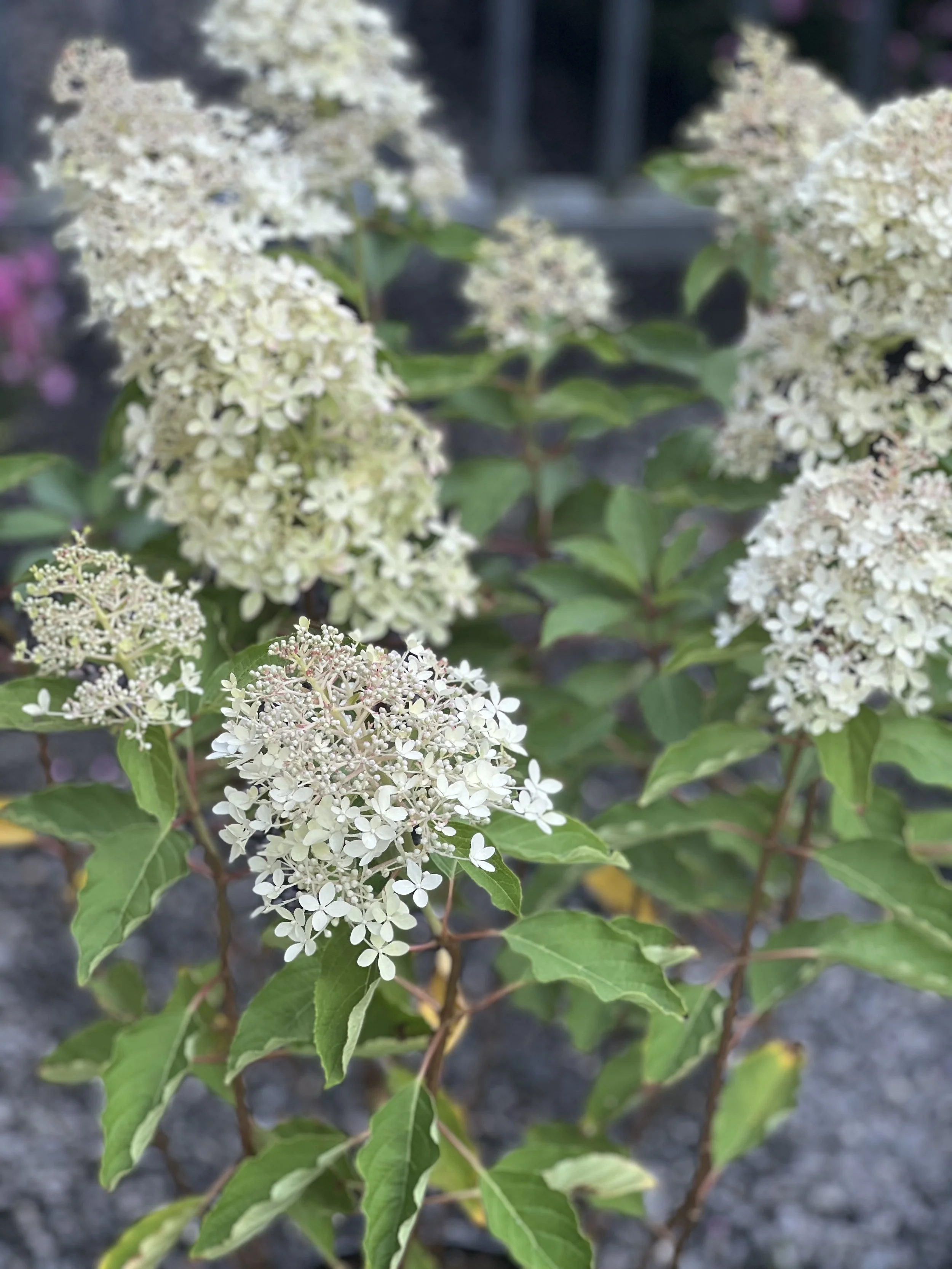 Hydrangea pan magical lime sparkle