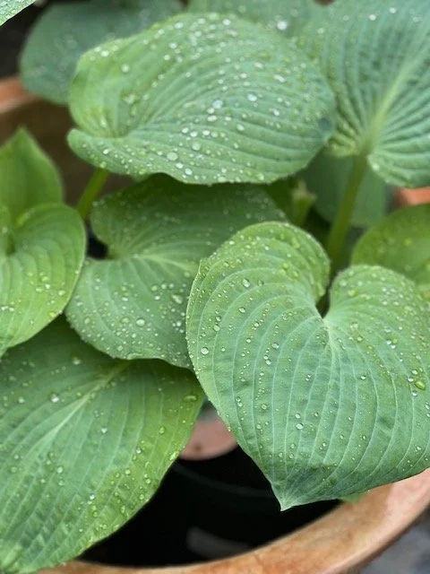 Hosta elegans L