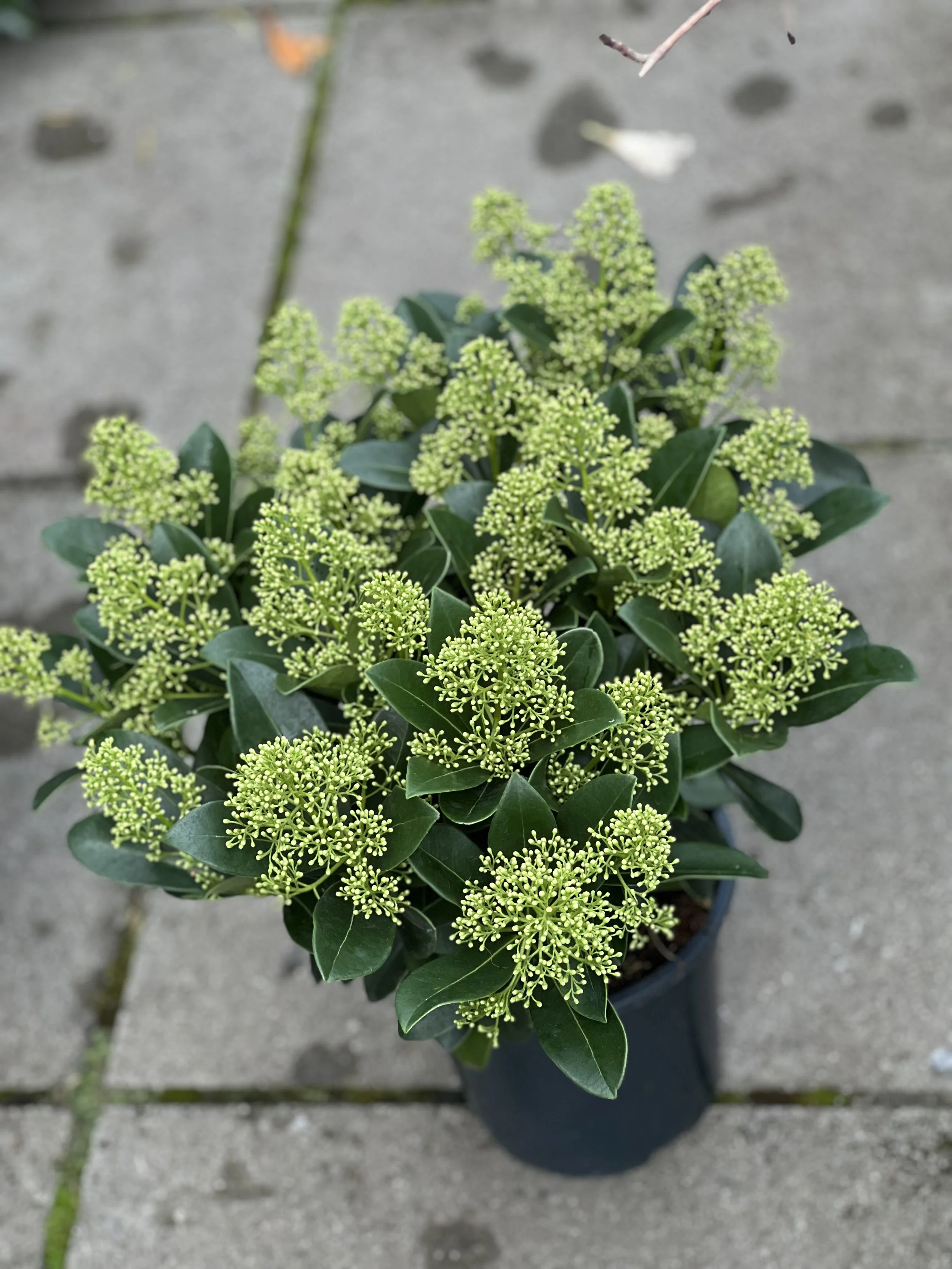 Skimmia Finchy M