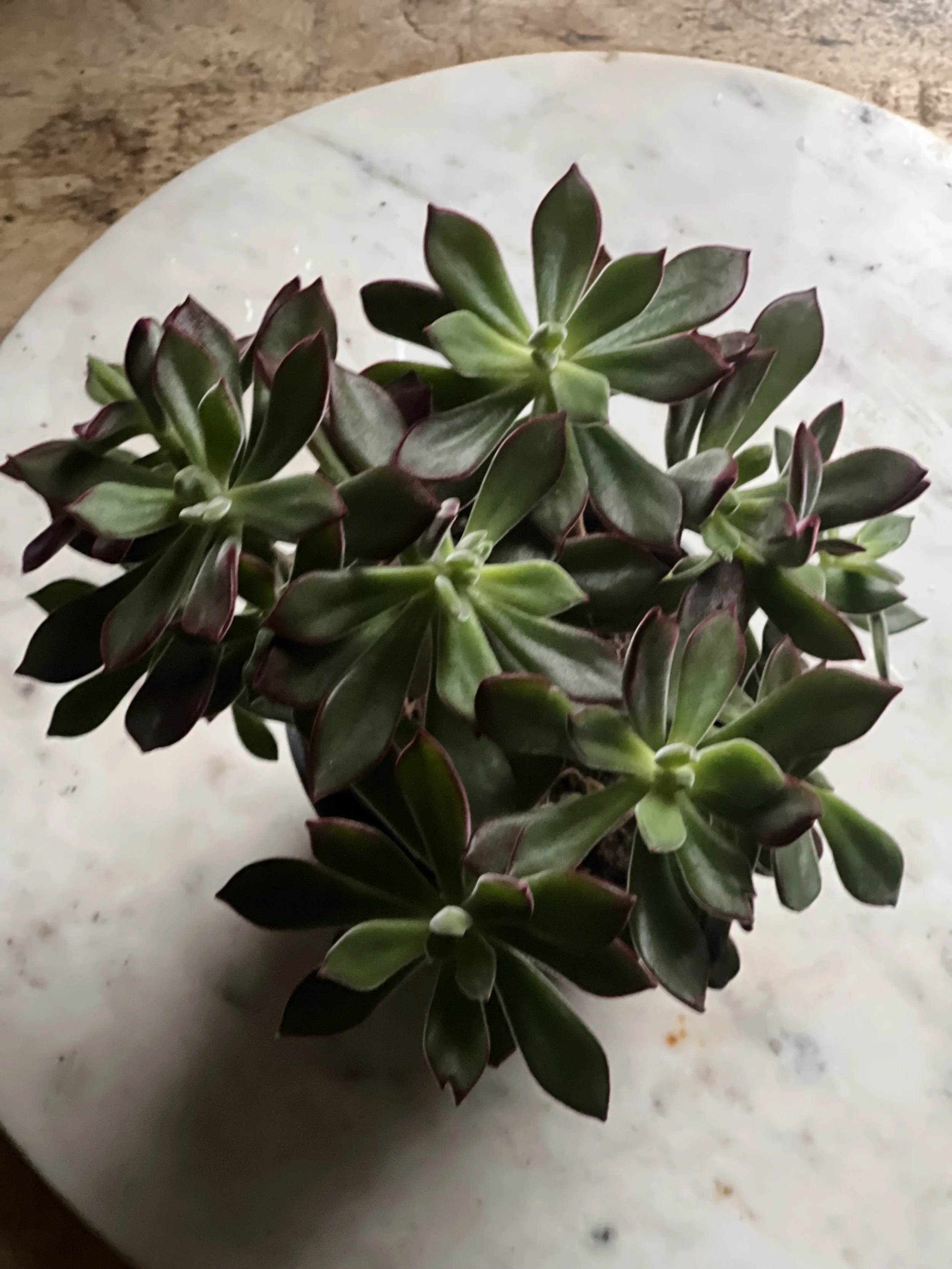 Echeveria pulvinata