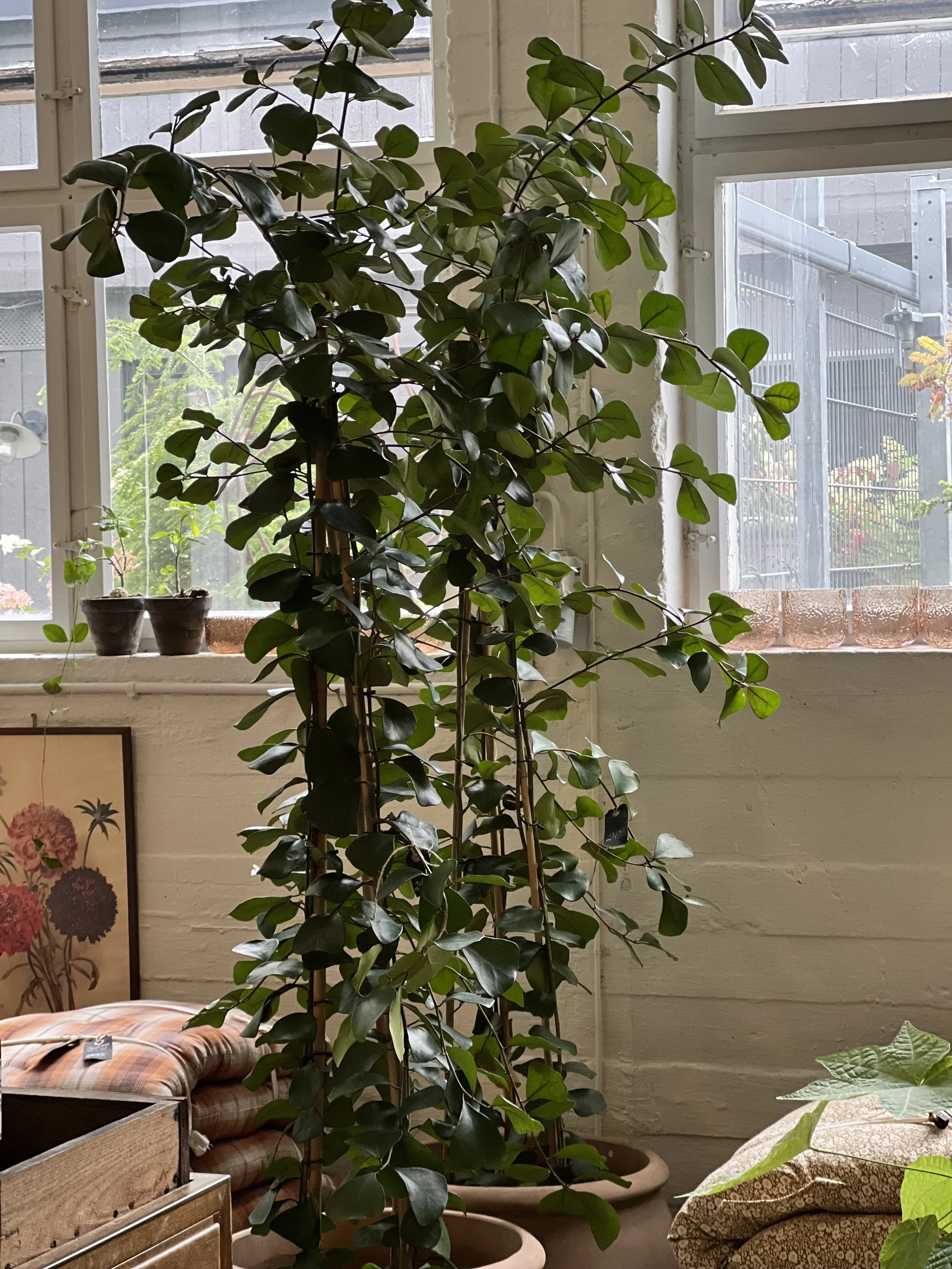 Ficus Trinova 170cm