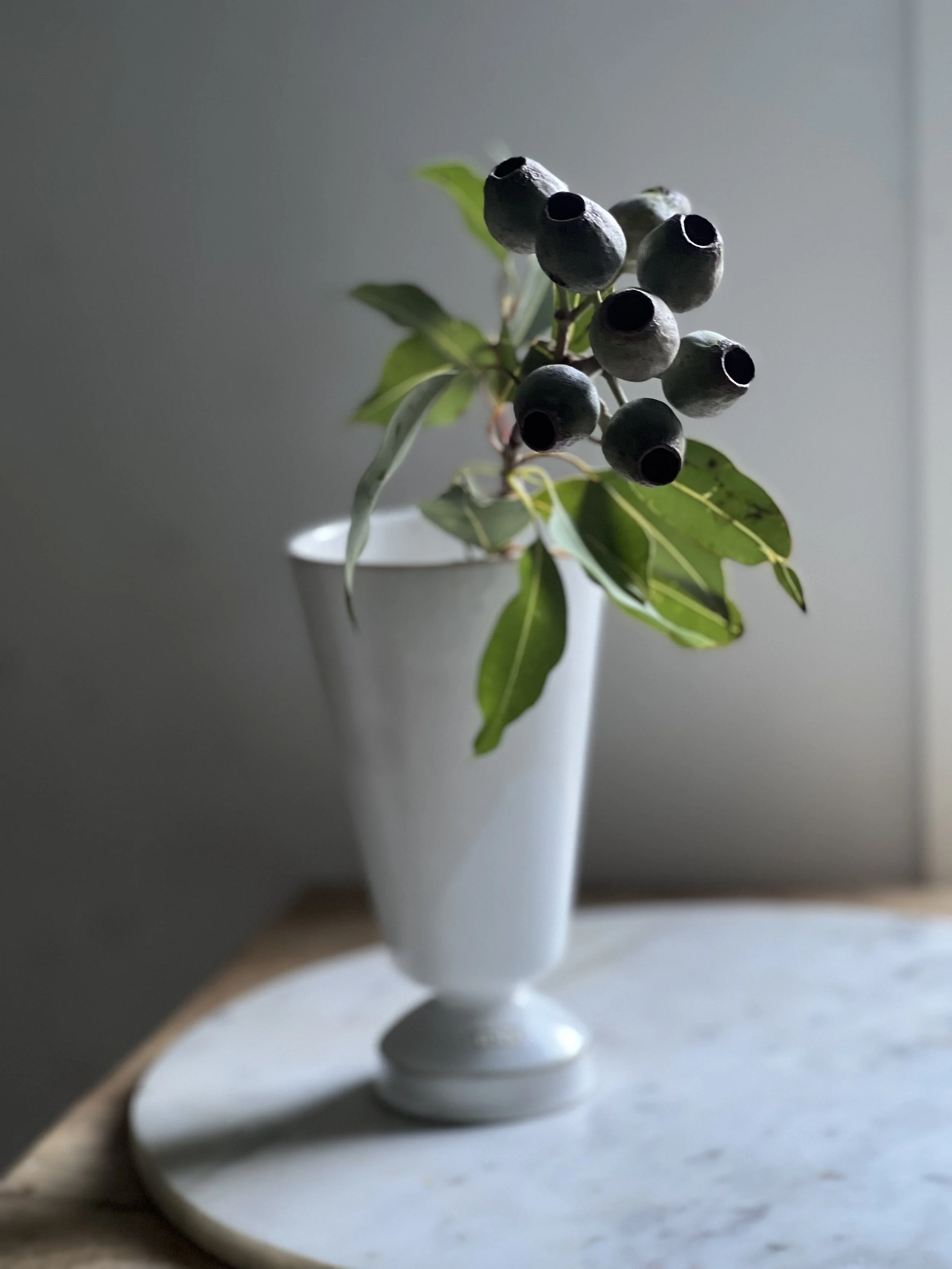 Eucalyptus gren