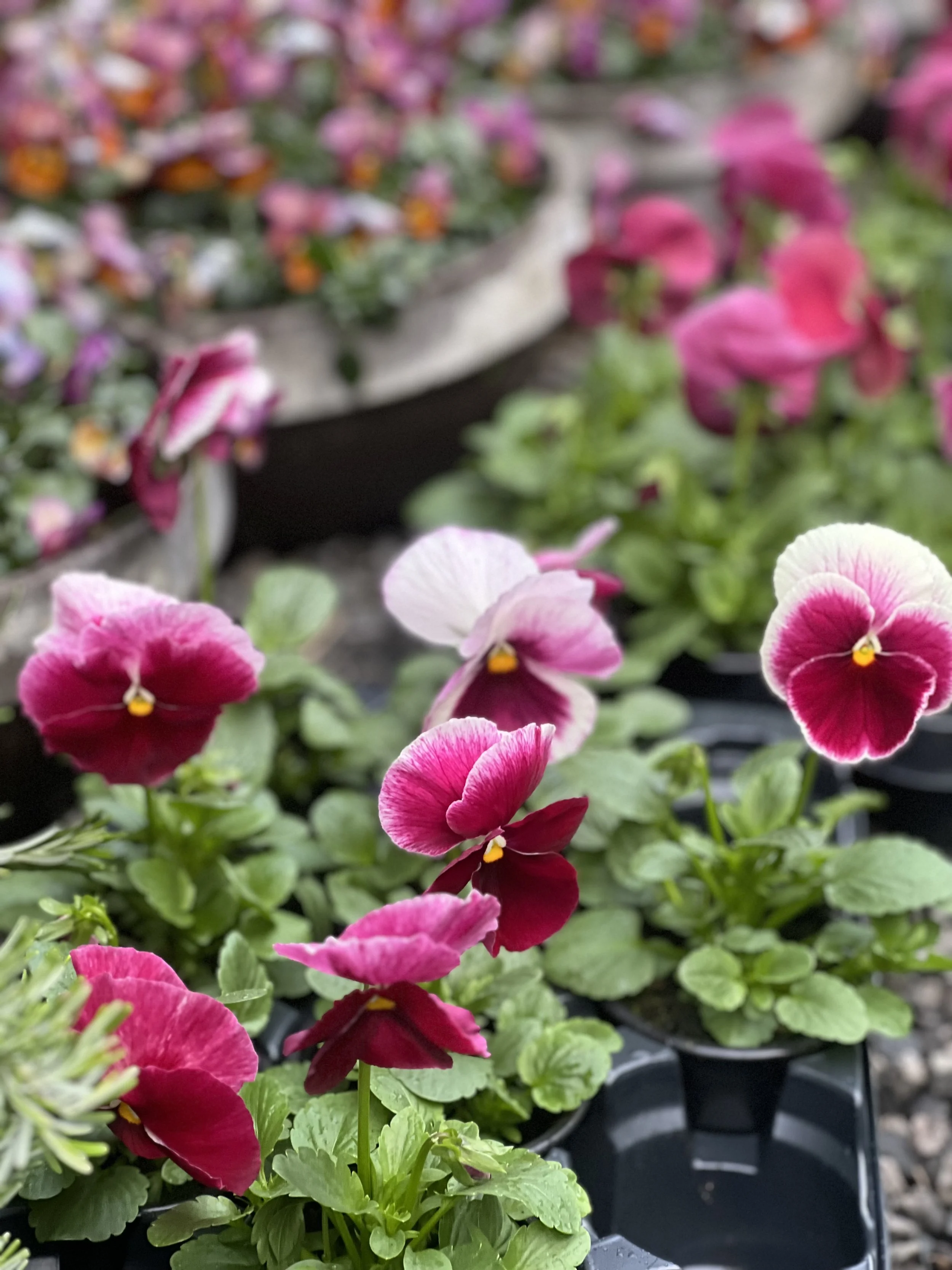 Stemor bringebærrosa