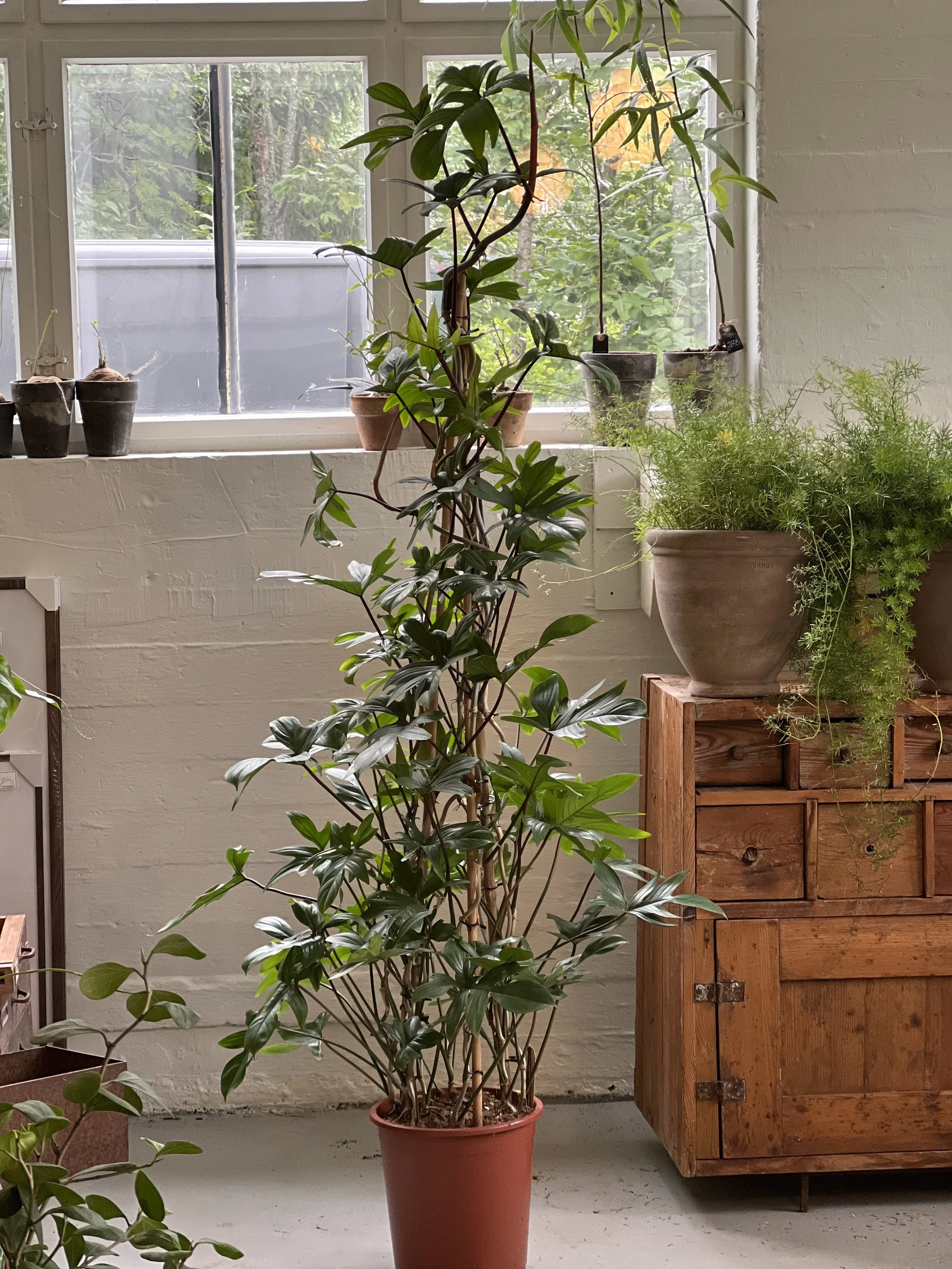 Philodendron pedatum 170cm