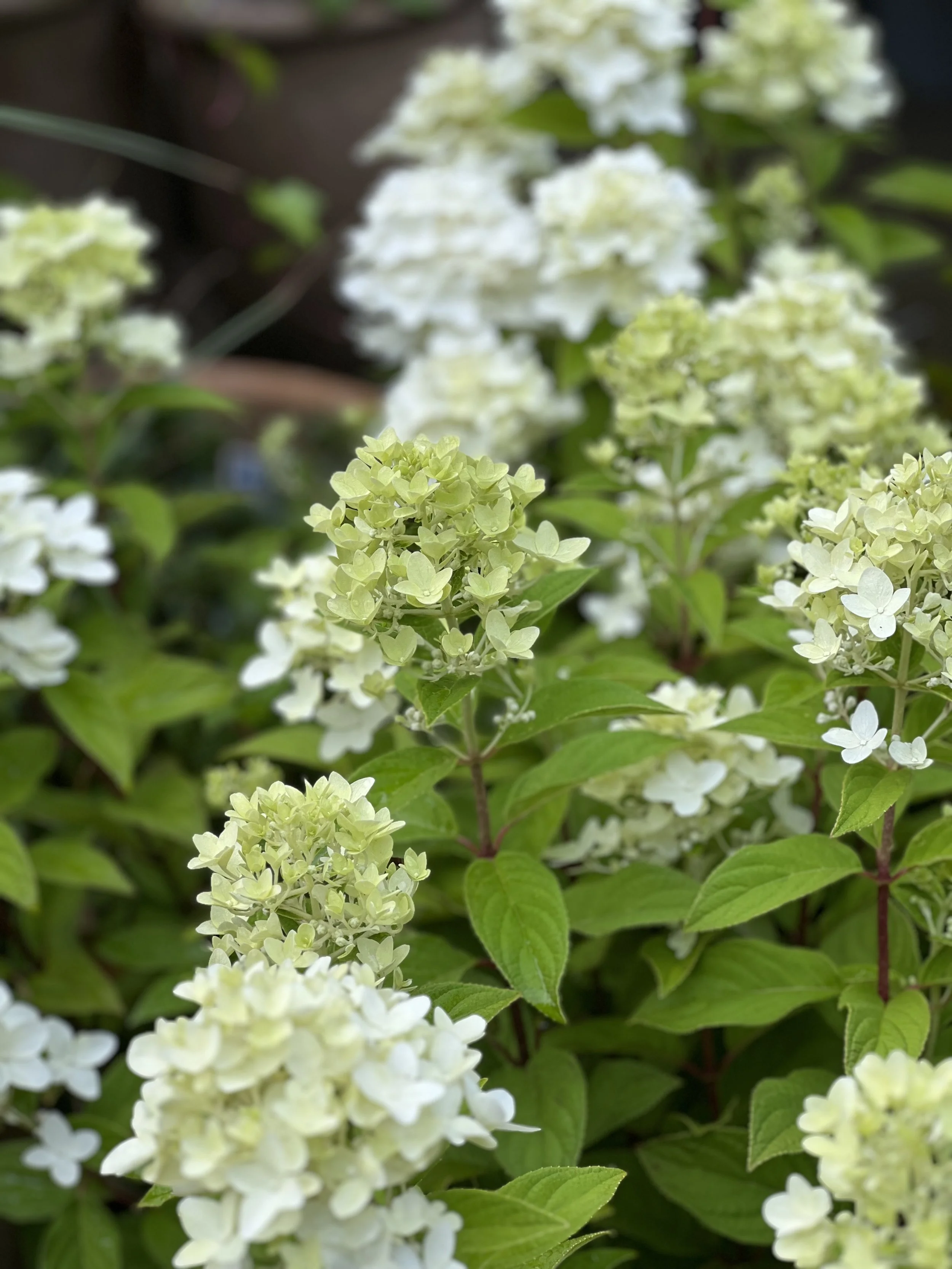 Hydrangea pan Magical candle
