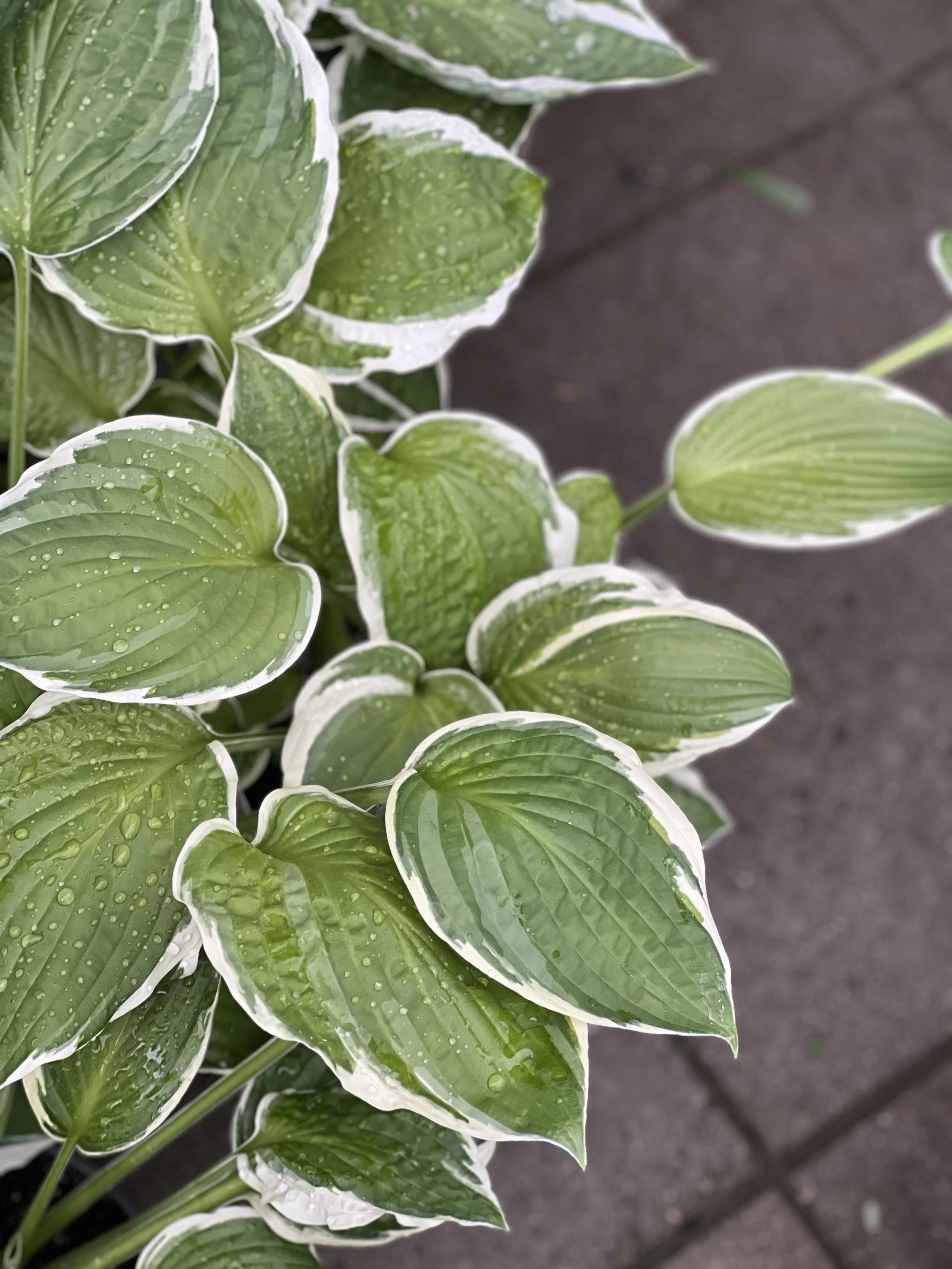 Hosta Francee XL