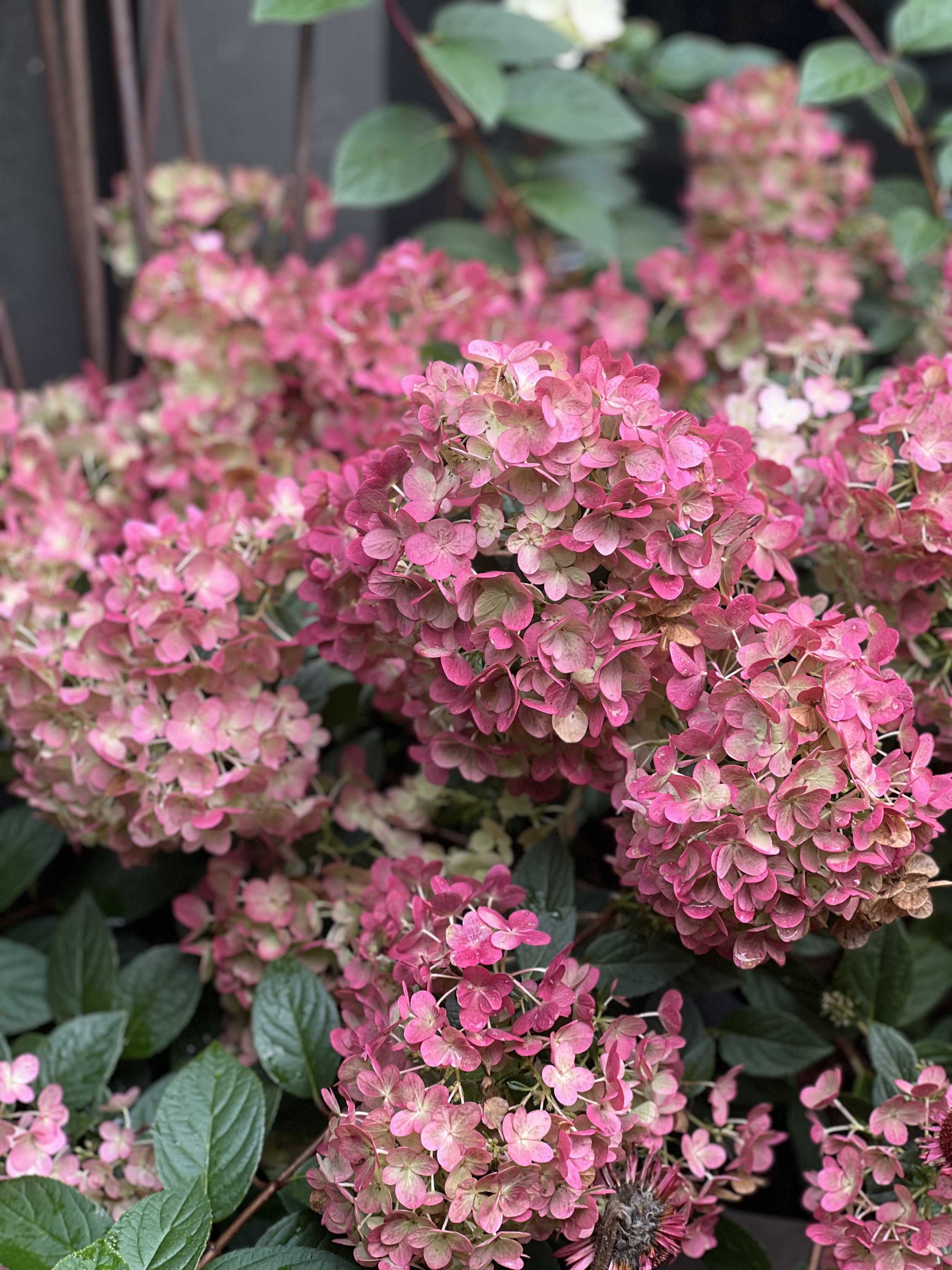 Hydrangea pan Sundae Fraise XL