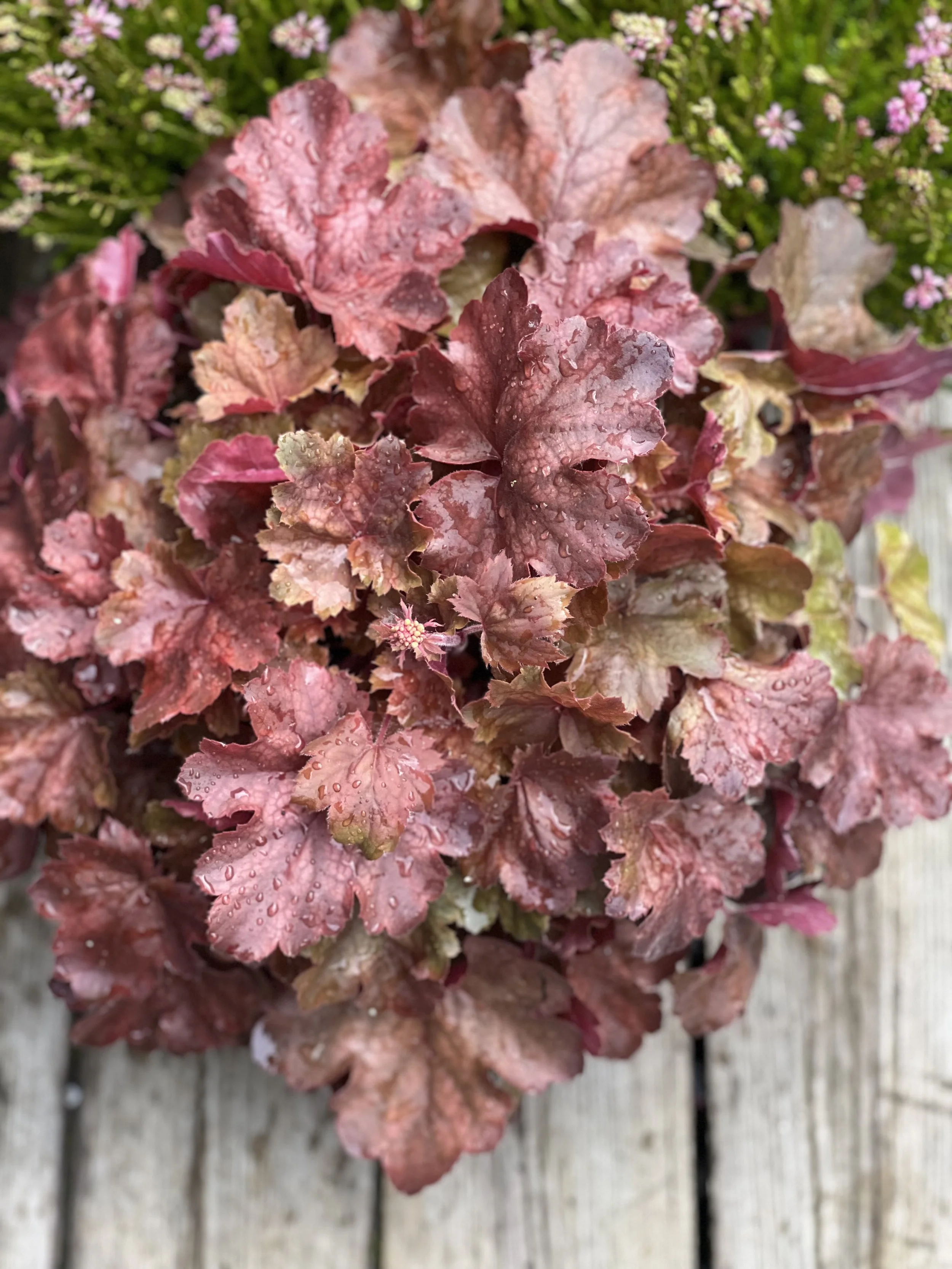 Heuchera Høst L